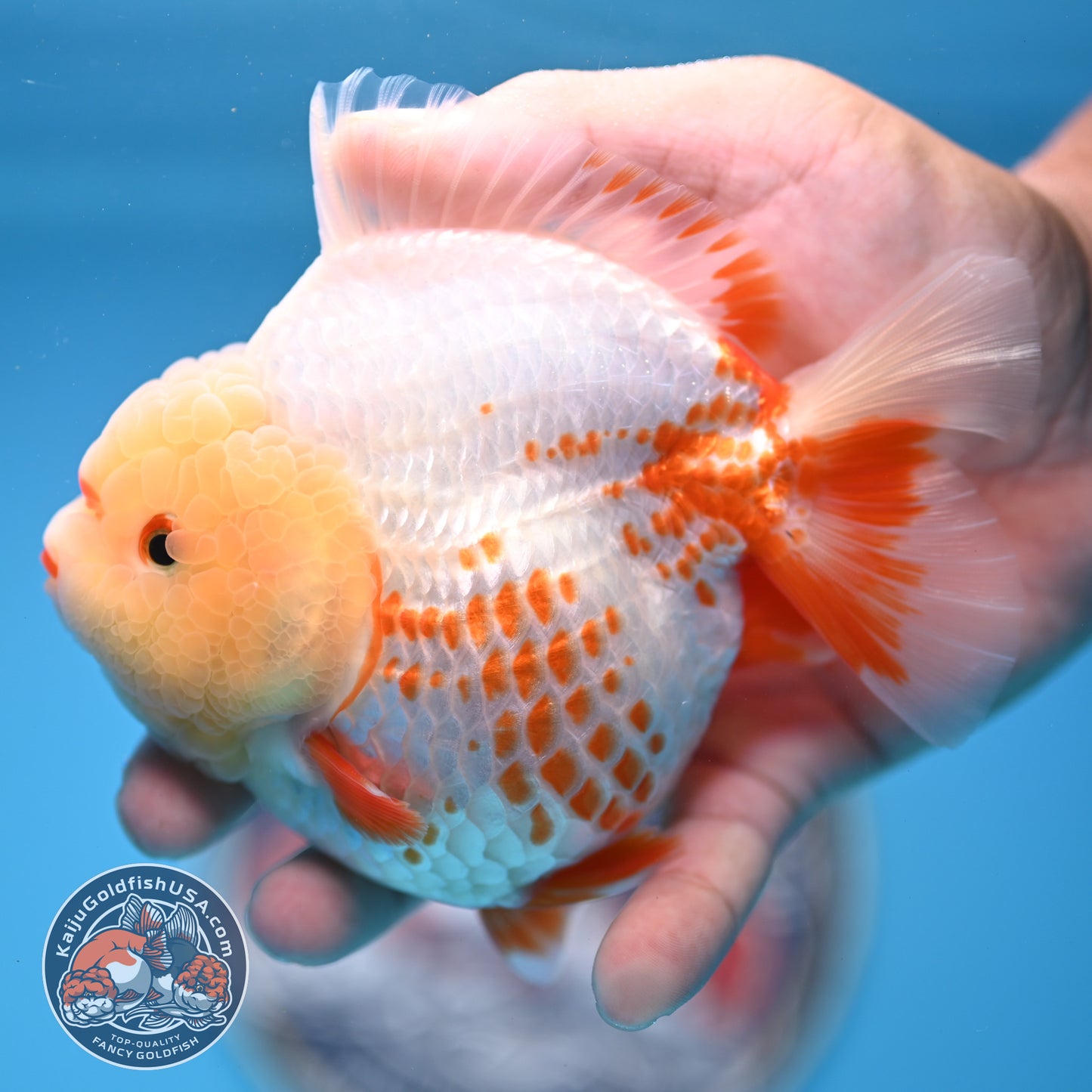 Deer Spot Red White YuanBao Oranda 3.7 inches Body (250516_OR06)