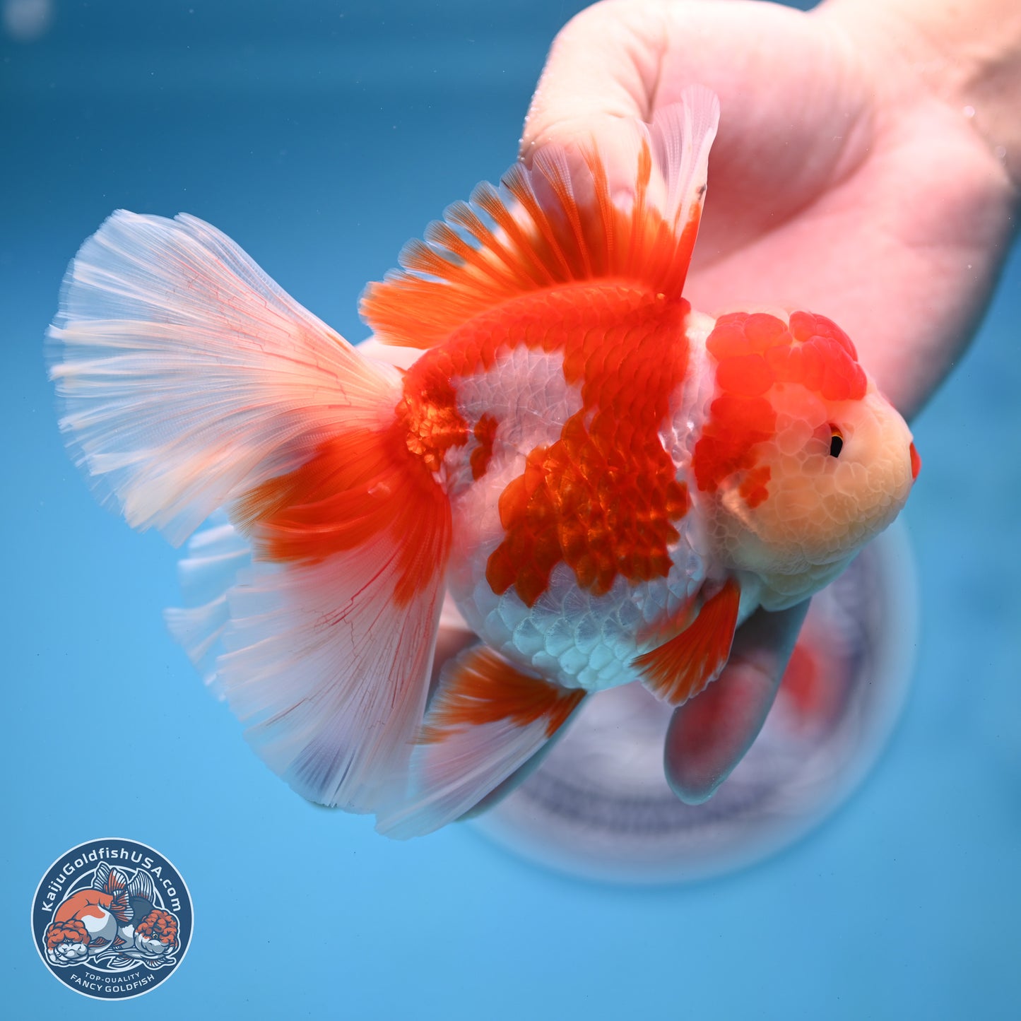 Jade Top Red White Orchid Tail Oranda 3.5 inches Body - Female (250228_OR06)