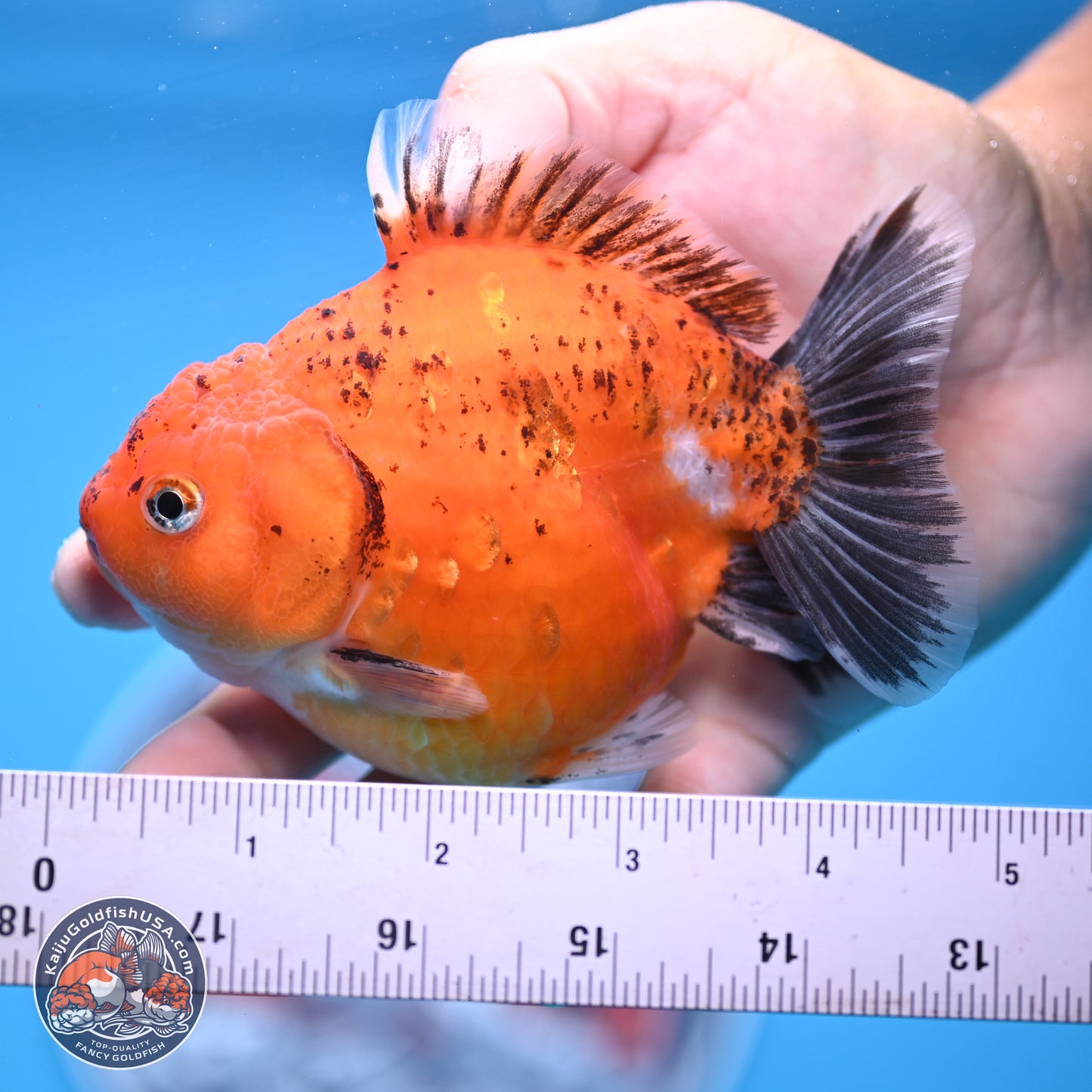 Shogun Tricolor Sakura YuanBao Oranda 3.75in Body (240802_OR06) - Kaiju Goldfish USA