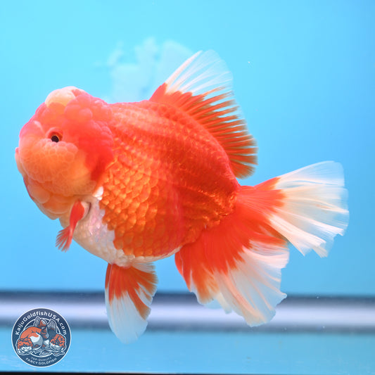 Jumbo Rose Tail Jade Seal Red White Oranda 5.5 inches Body - Female (250131_OR06)