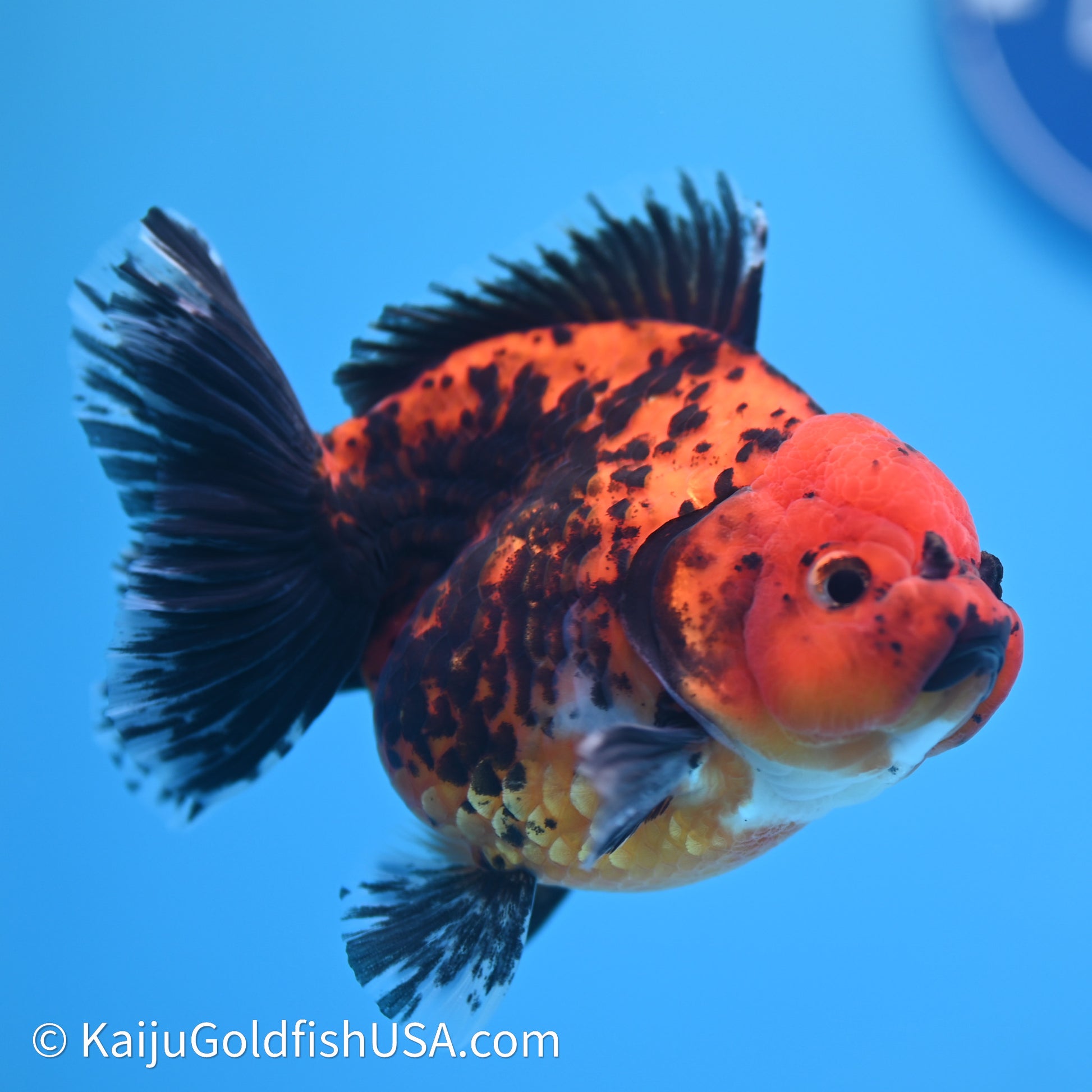 Shogun Godzilla Apache Oranda 3.75in Body (240614_OR06) - Kaiju Goldfish USA