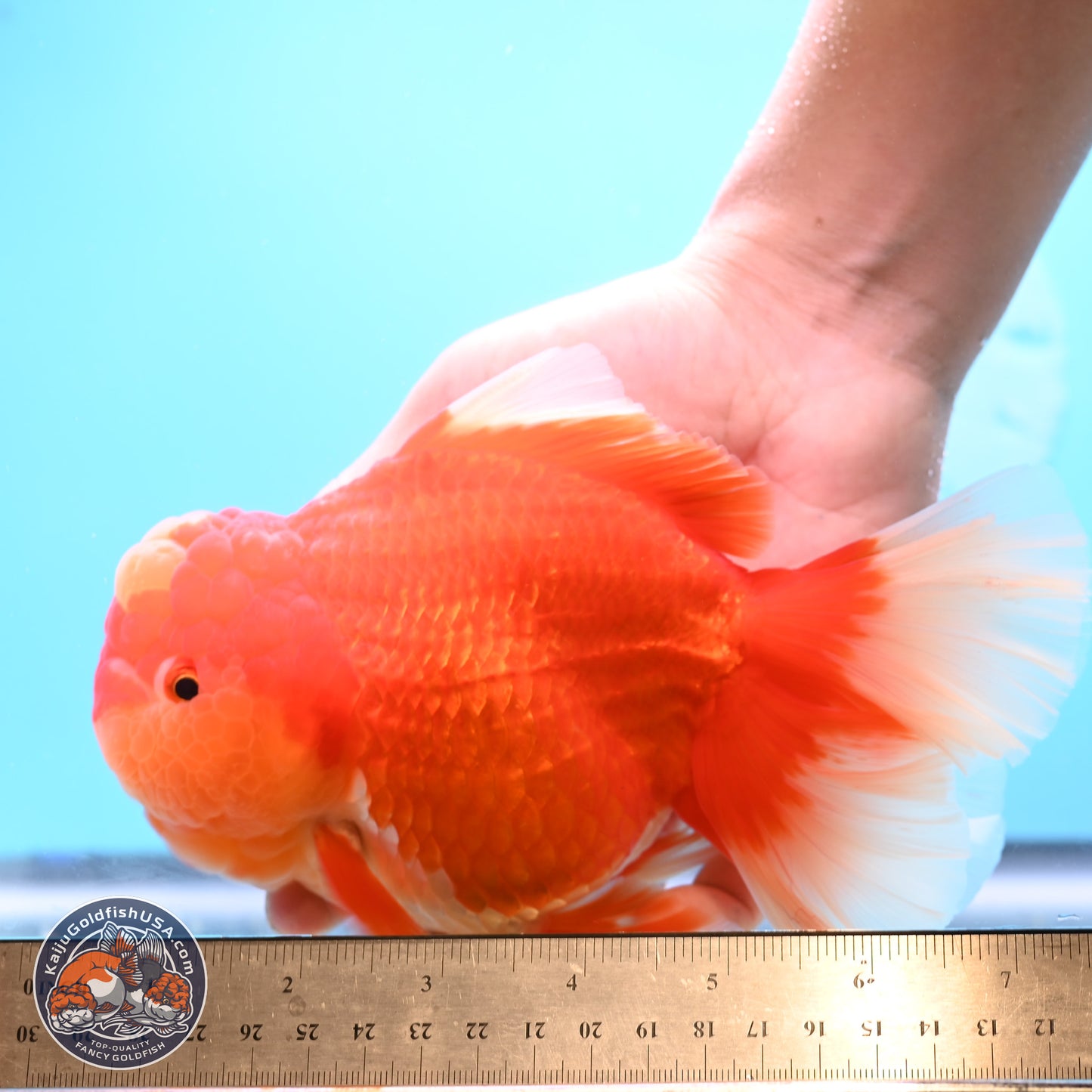 Jumbo Rose Tail Jade Seal Red White Oranda 5.5 inches Body - Female (250131_OR06)