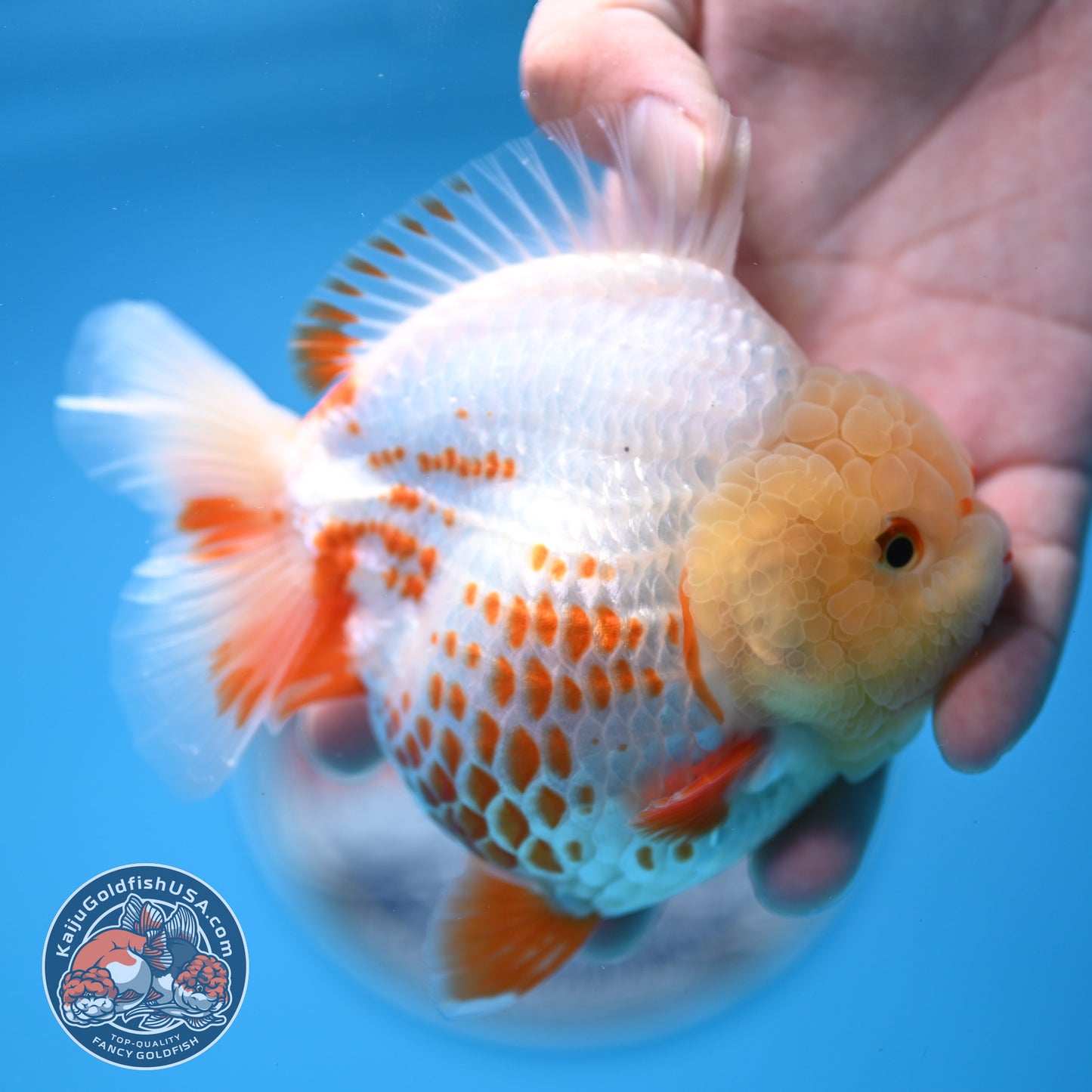 Deer Spot Red White YuanBao Oranda 3.7 inches Body (250516_OR06)