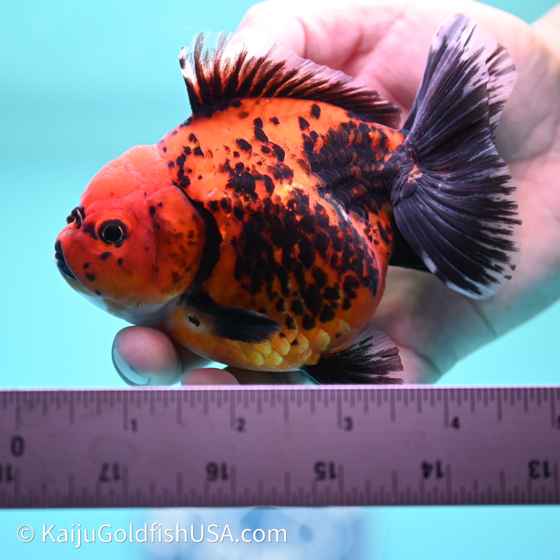 Shogun Godzilla Apache Oranda 3.75in Body (240614_OR06) - Kaiju Goldfish USA