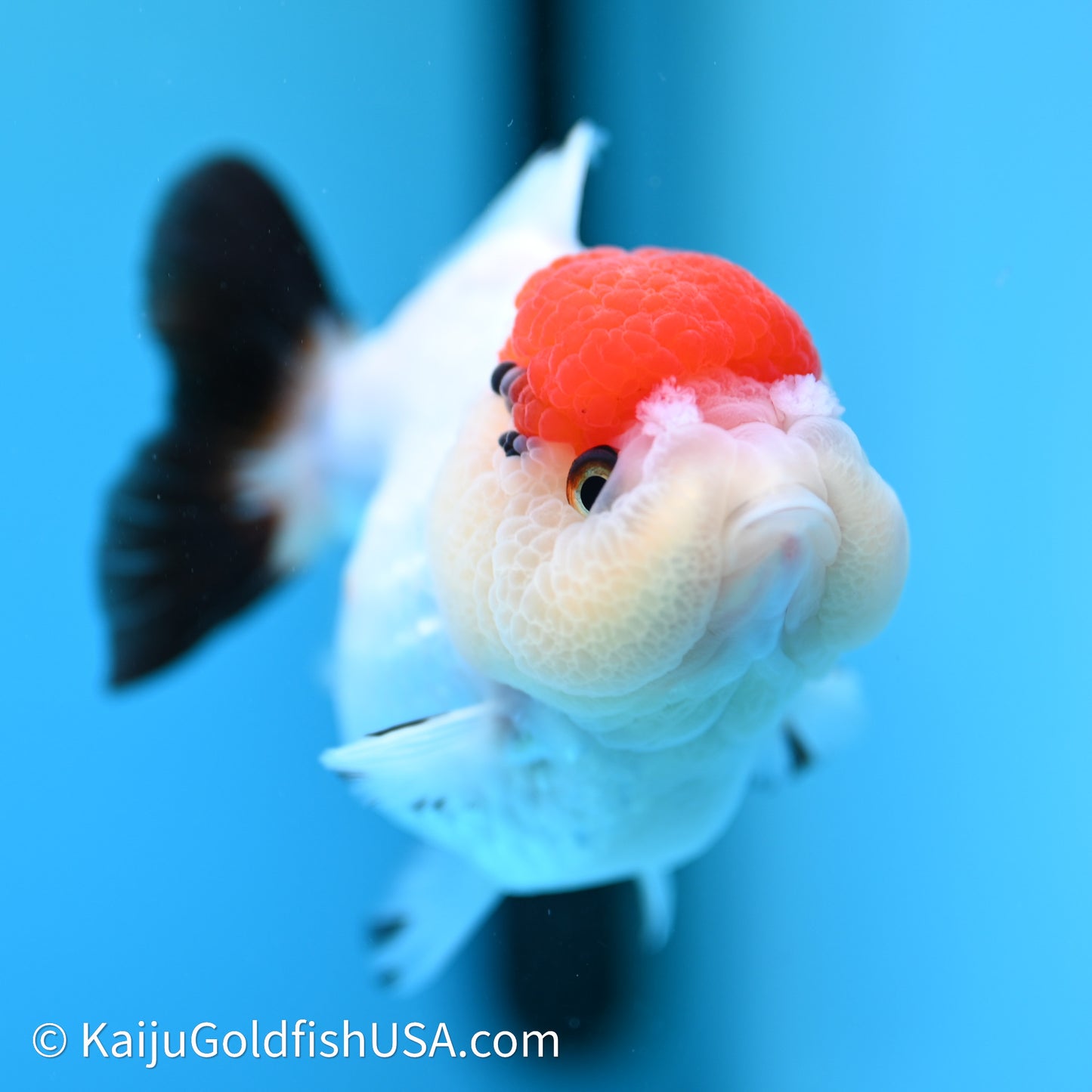 Red Cap Tricolor YuanBao Oranda 3.5in body (240607_OR06) - Kaiju Goldfish USA