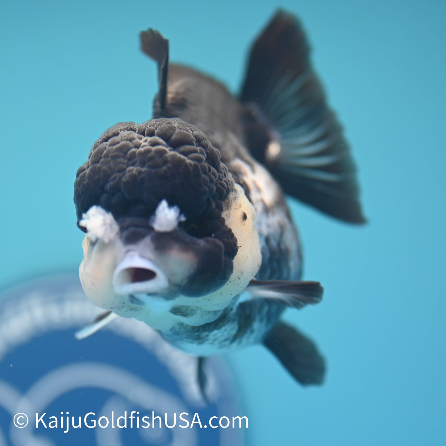 Panda YuanBao Oranda 4 inches(240510_OR06) - Kaiju Goldfish USA