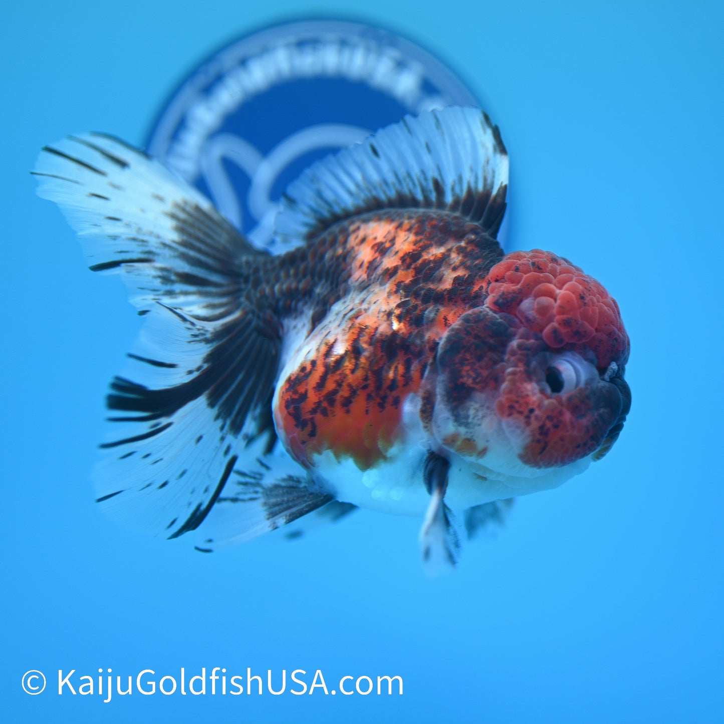 Red Kirin Rose Tail Oranda 5.5 inches (240405_OR06) - Kaiju Goldfish USA