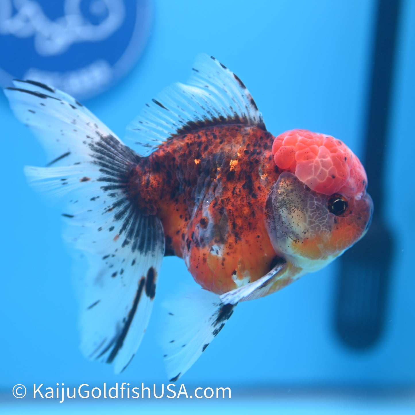 Red Calico Rose Tail Oranda 5.5-6 inches (240308_OR06) - Kaiju Goldfish USA