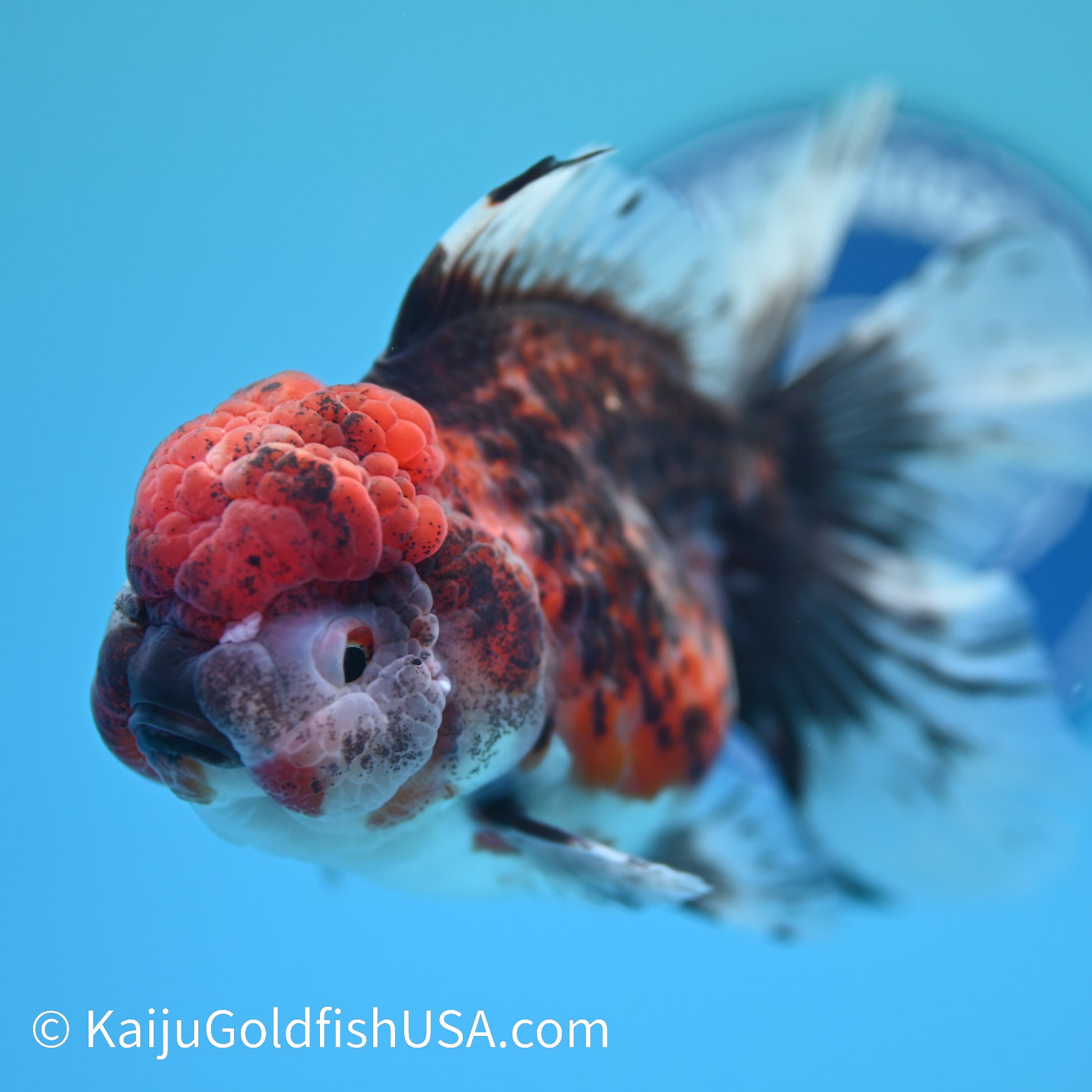 Red Kirin Rose Tail Oranda 5.5 inches (240405_OR06) - Kaiju Goldfish USA