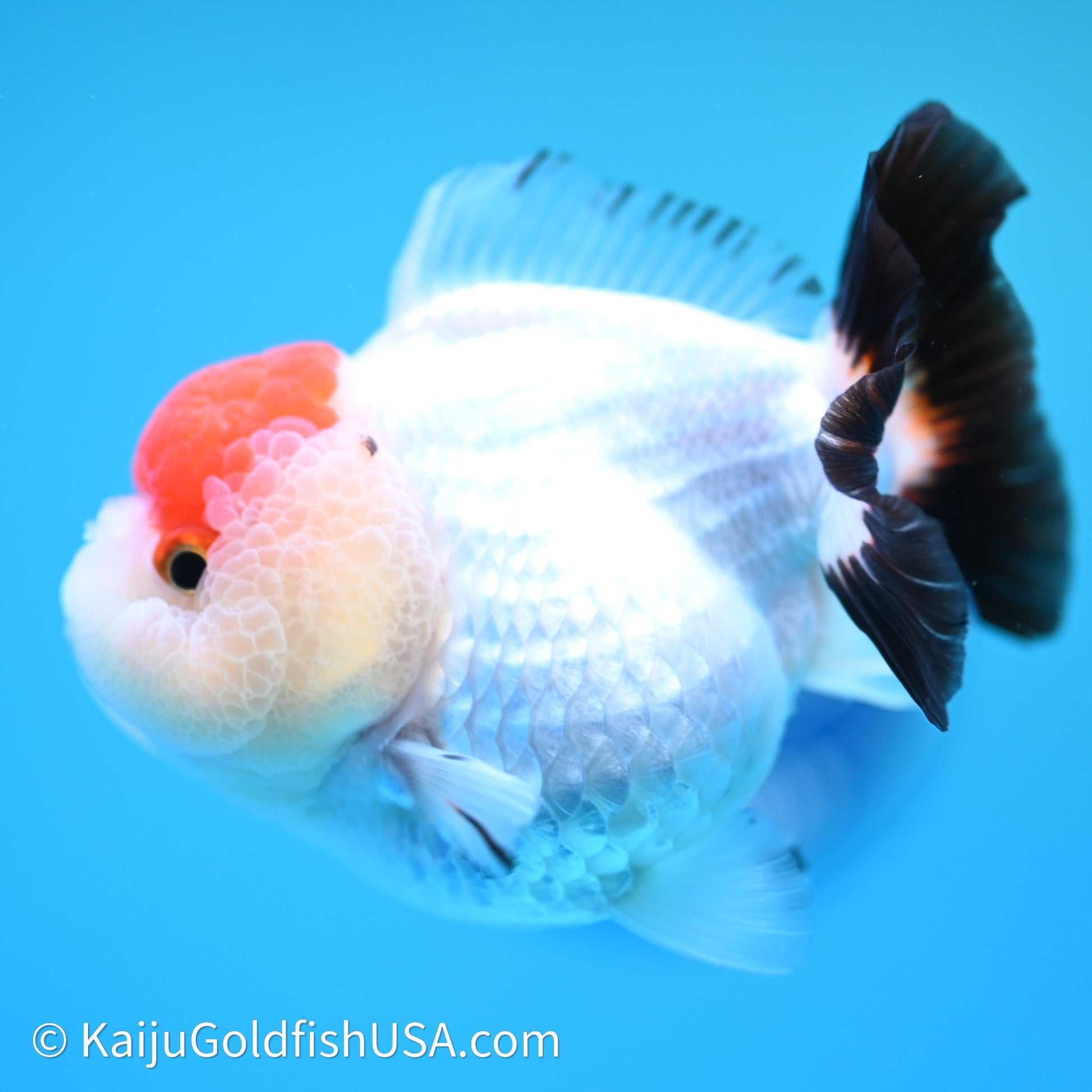 Red Cap Tricolor YuanBao Oranda 3.5in body (240607_OR06) - Kaiju Goldfish USA