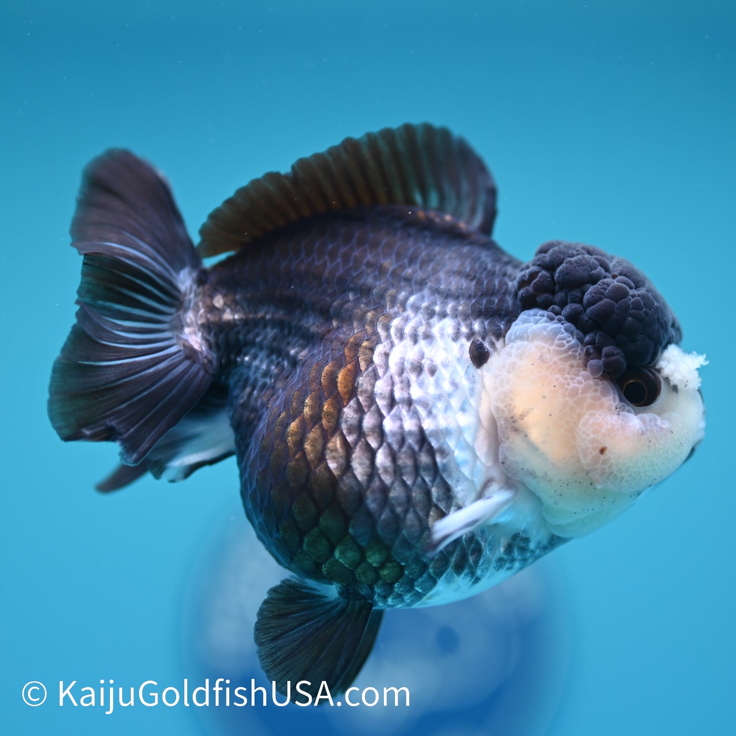 Panda YuanBao Oranda 4 inches(240510_OR06) - Kaiju Goldfish USA