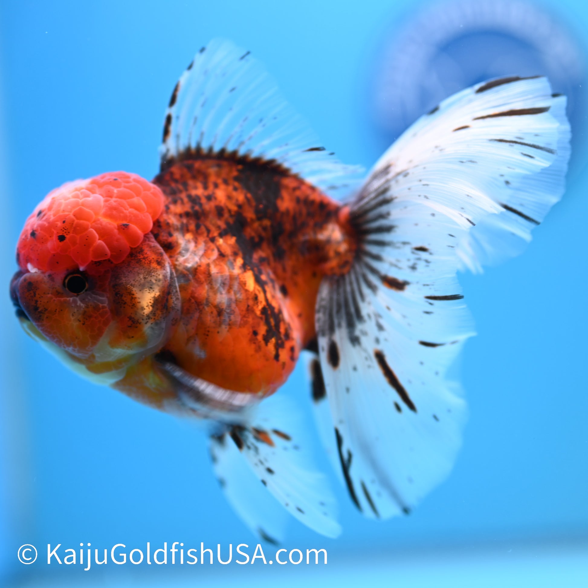 Red Calico Rose Tail Oranda 5.5-6 inches (240308_OR06) - Kaiju Goldfish USA