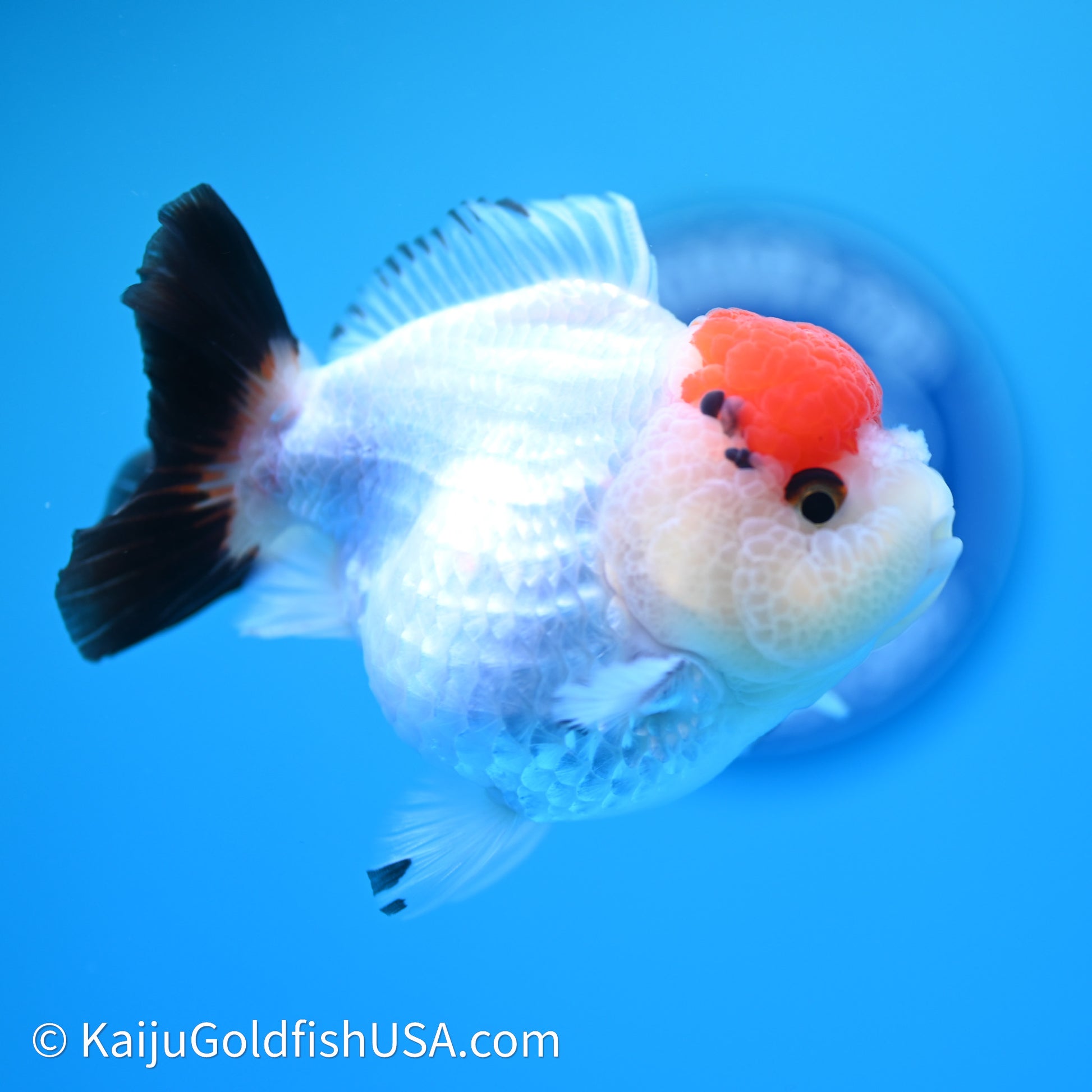 Red Cap Tricolor YuanBao Oranda 3.5in body (240607_OR06) - Kaiju Goldfish USA