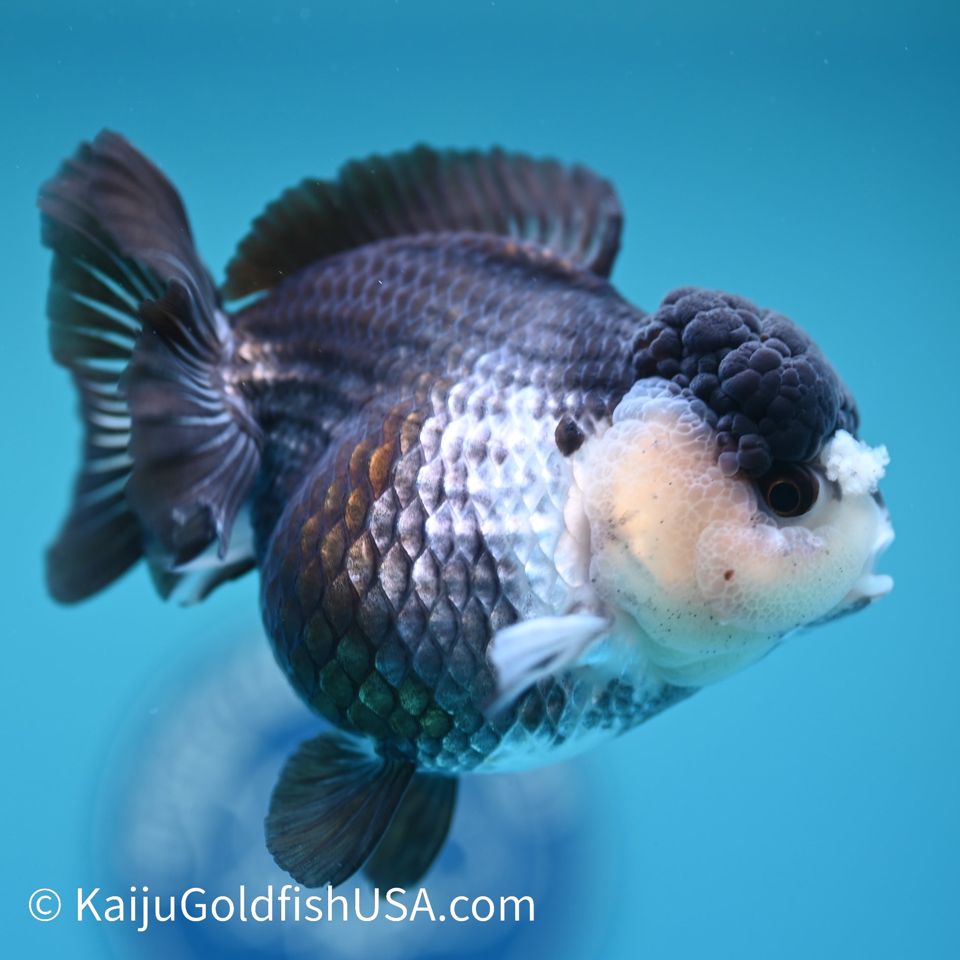 Panda YuanBao Oranda 4 inches(240510_OR06) - Kaiju Goldfish USA