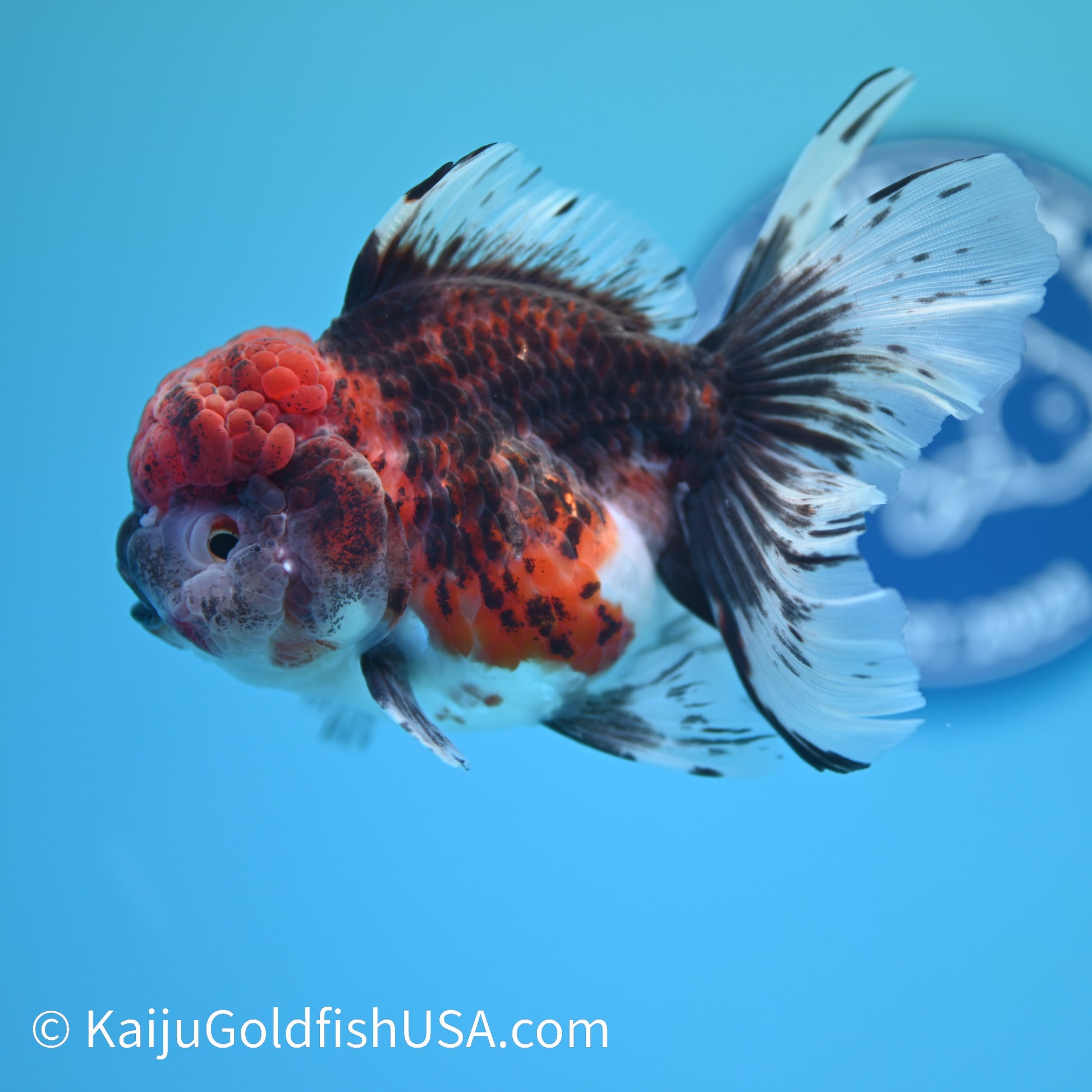 Red Kirin Rose Tail Oranda 5.5 inches (240405_OR06) - Kaiju Goldfish USA