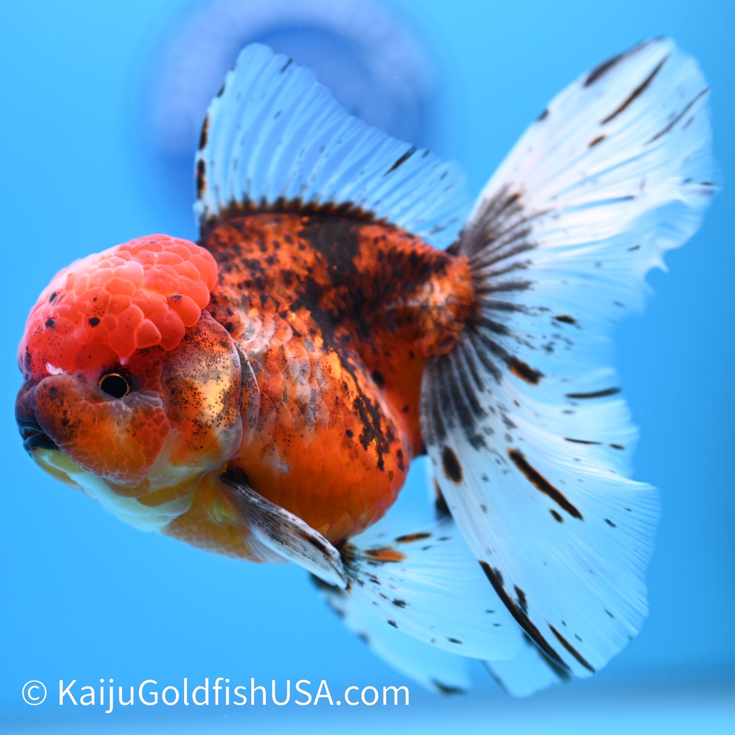 Red Calico Rose Tail Oranda 5.5-6 inches (240308_OR06) - Kaiju Goldfish USA