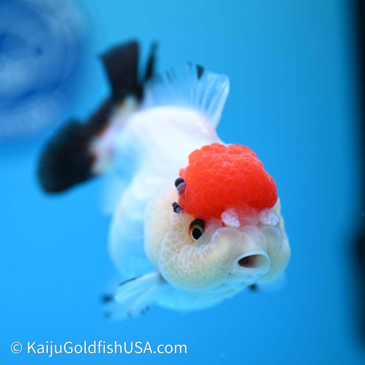 Red Cap Tricolor YuanBao Oranda 3.5in body (240607_OR06) - Kaiju Goldfish USA