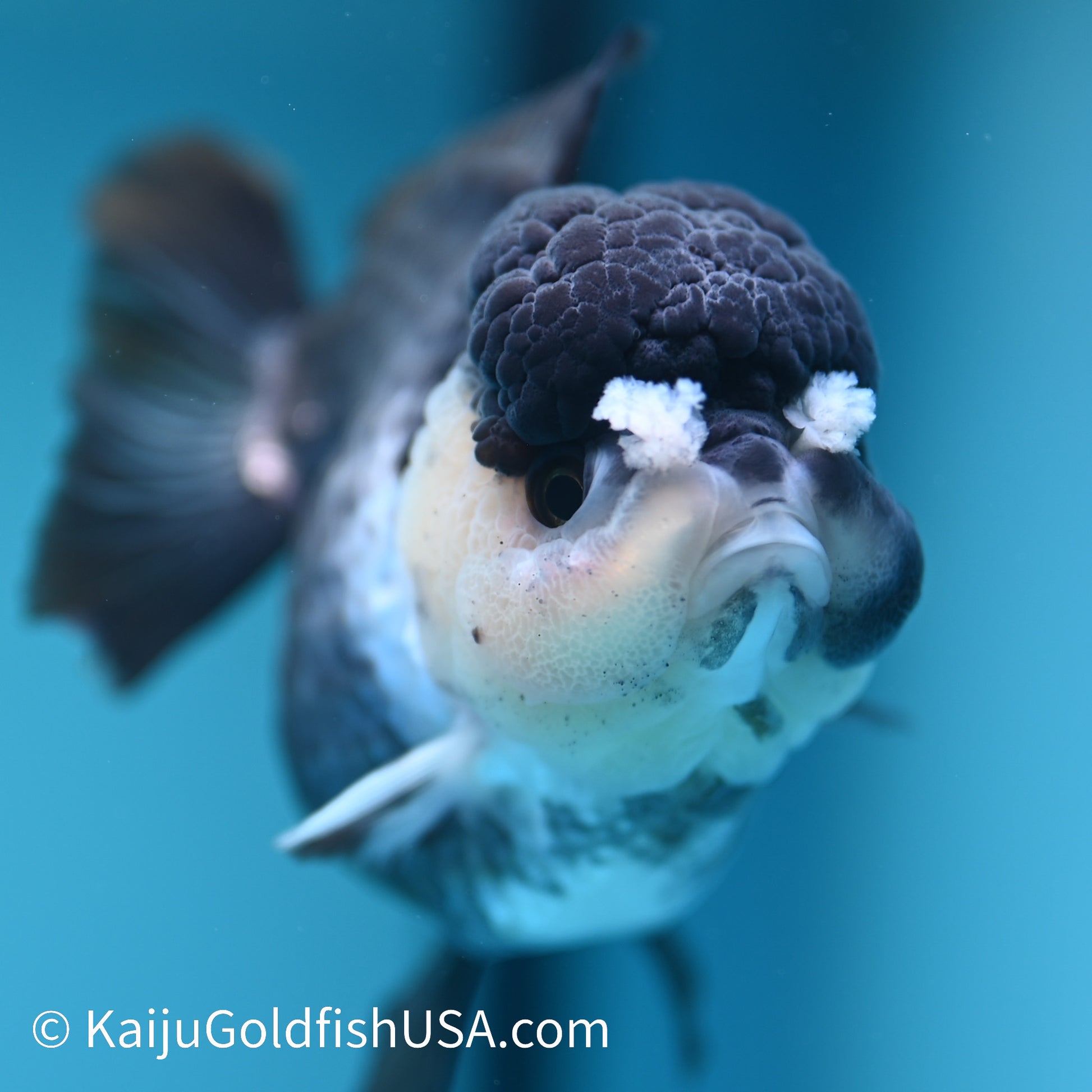 Panda YuanBao Oranda 4 inches(240510_OR06) - Kaiju Goldfish USA