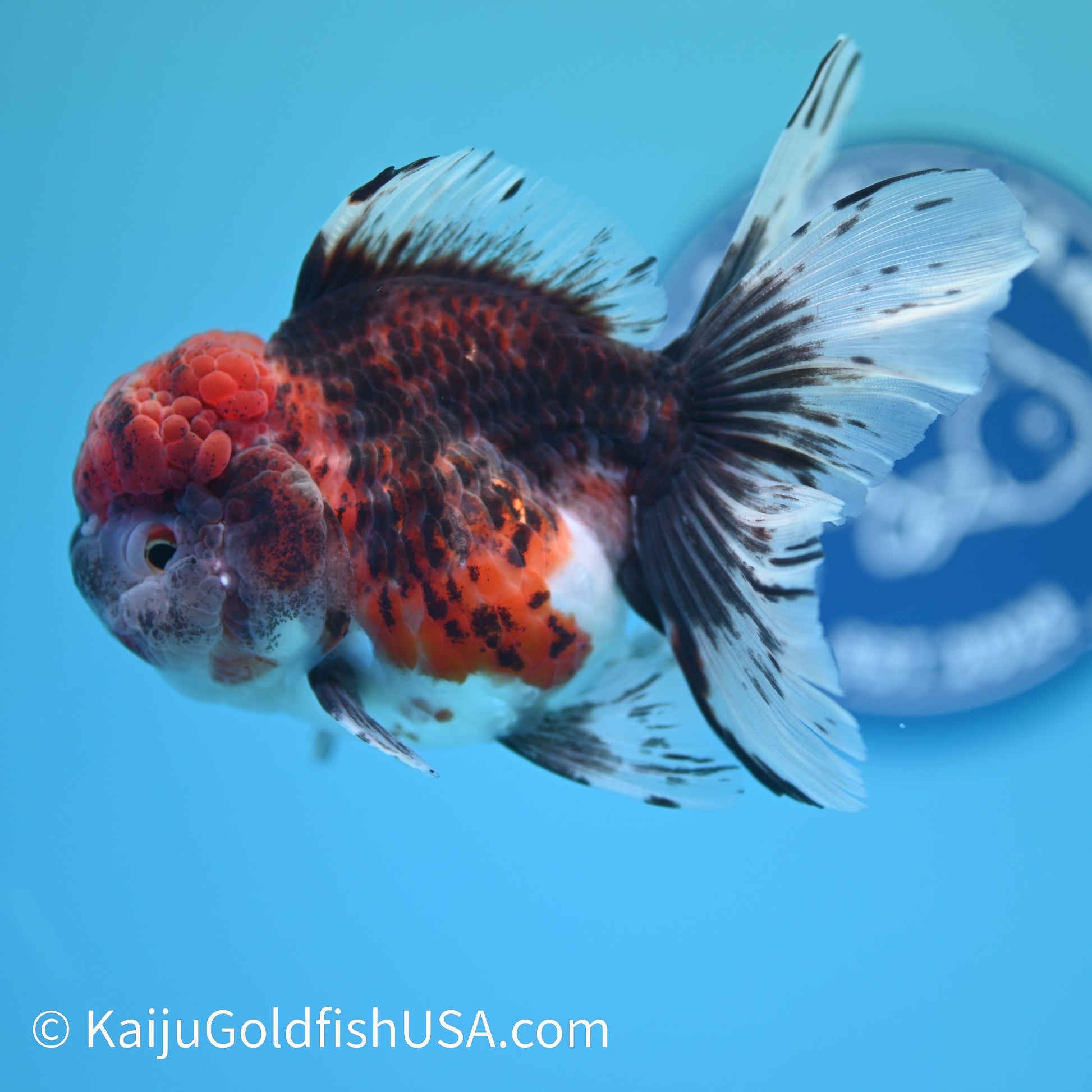 Red Kirin Rose Tail Oranda 5.5 inches (240405_OR06) - Kaiju Goldfish USA