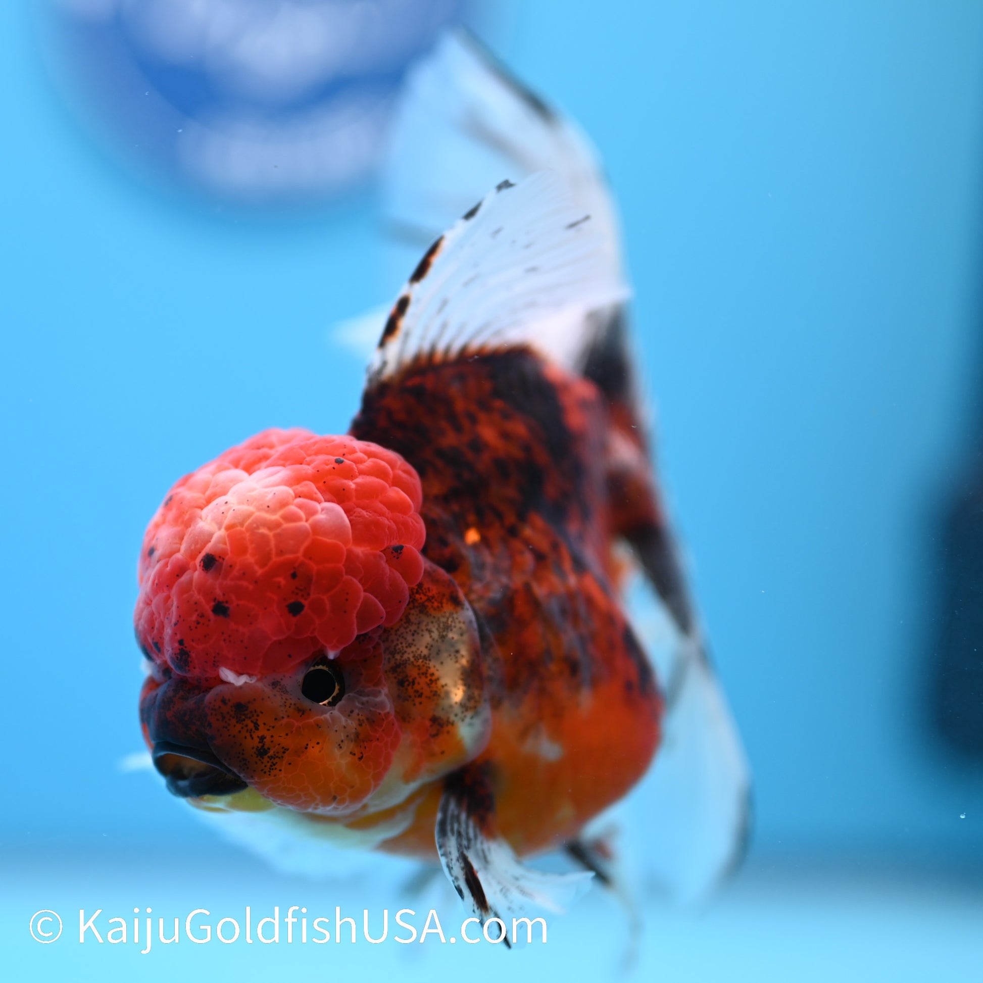 Red Calico Rose Tail Oranda 5.5-6 inches (240308_OR06) - Kaiju Goldfish USA