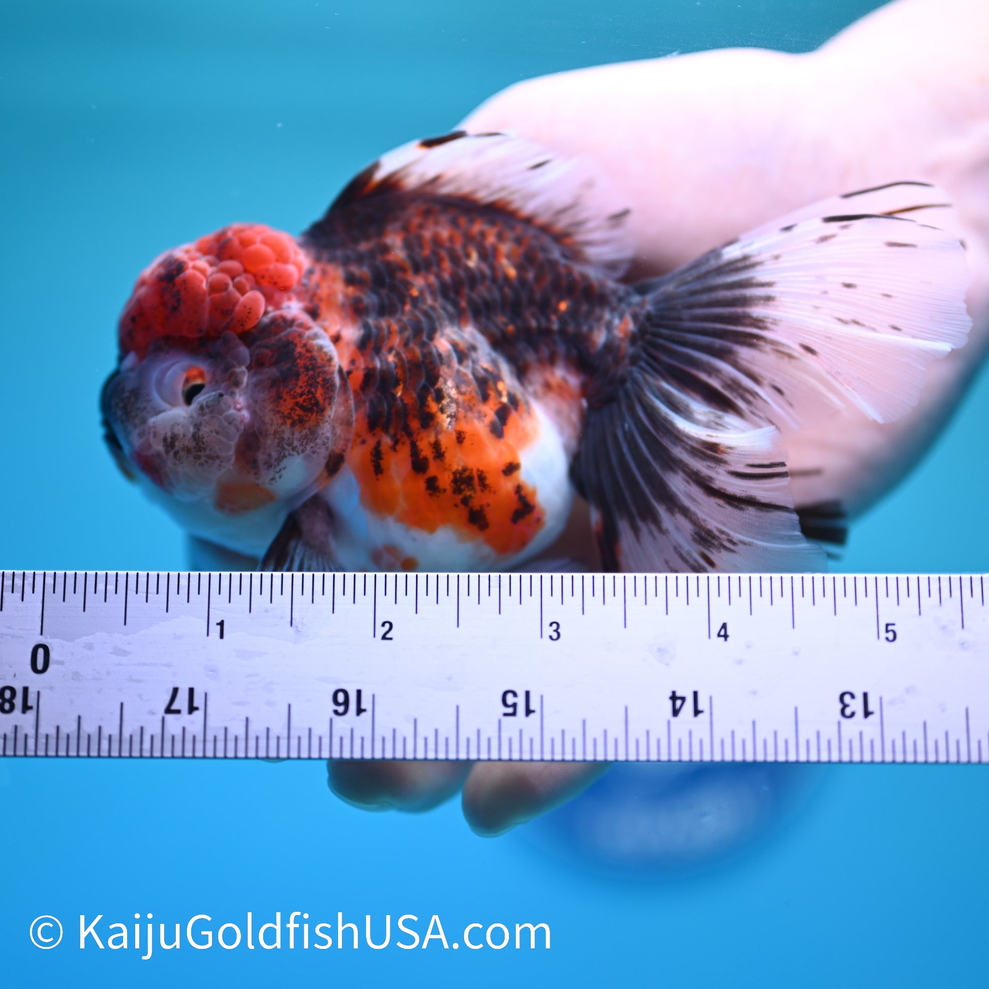 Red Kirin Rose Tail Oranda 5.5 inches (240405_OR06) - Kaiju Goldfish USA