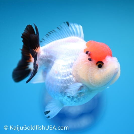 Red Cap Tricolor YuanBao Oranda 3.5in body (240607_OR06) - Kaiju Goldfish USA