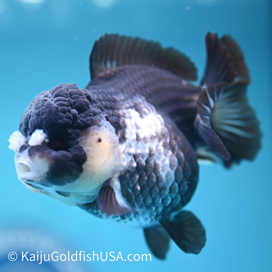 Panda YuanBao Oranda 4 inches(240510_OR06) - Kaiju Goldfish USA