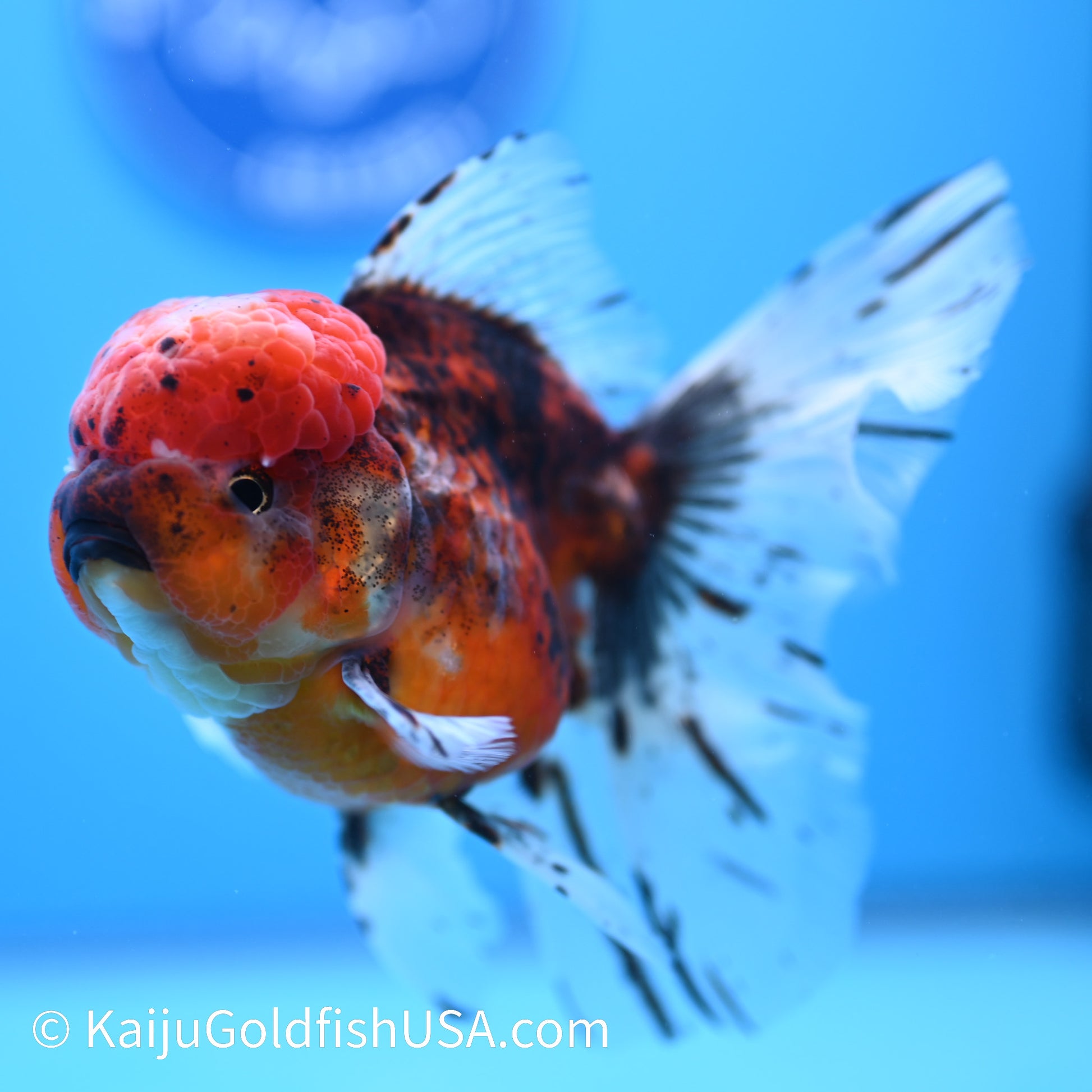 Red Calico Rose Tail Oranda 5.5-6 inches (240308_OR06) - Kaiju Goldfish USA