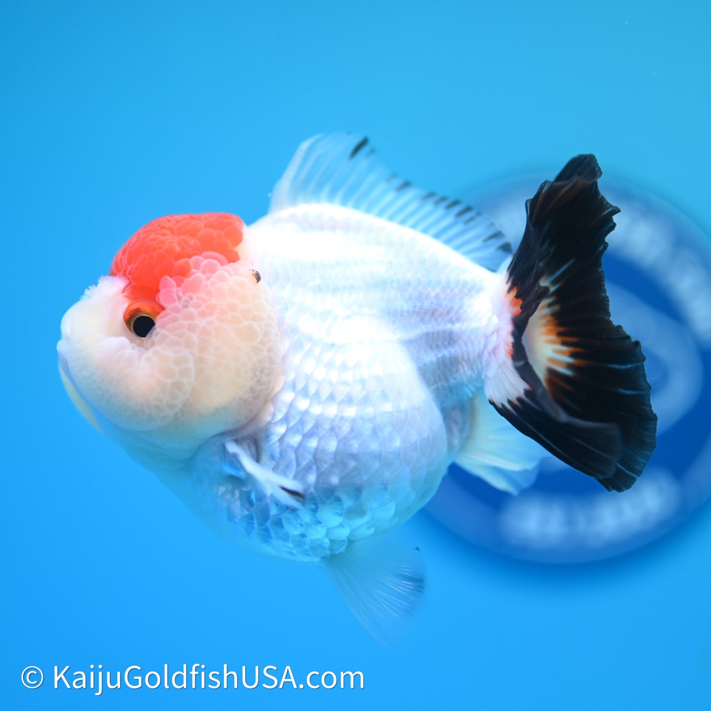 Red Cap Tricolor YuanBao Oranda 3.5in body (240607_OR06) - Kaiju Goldfish USA