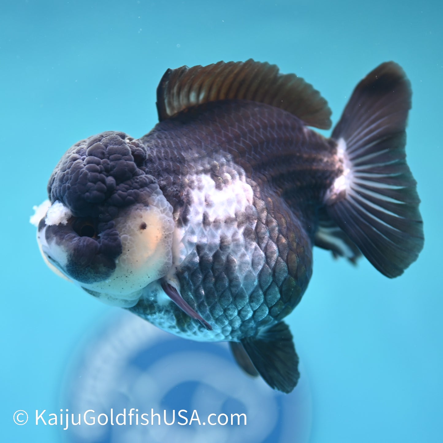 Panda YuanBao Oranda 4 inches(240510_OR06) - Kaiju Goldfish USA