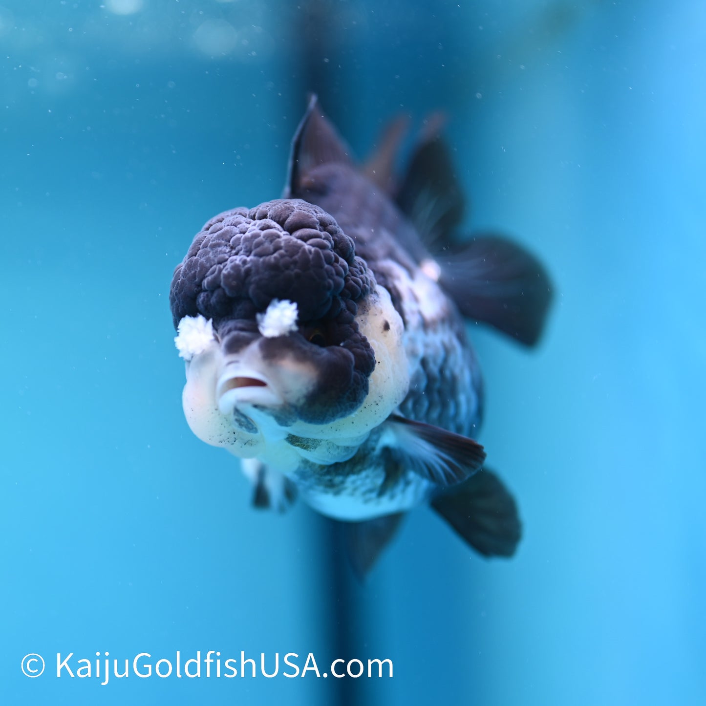 Panda YuanBao Oranda 4 inches(240510_OR06) - Kaiju Goldfish USA