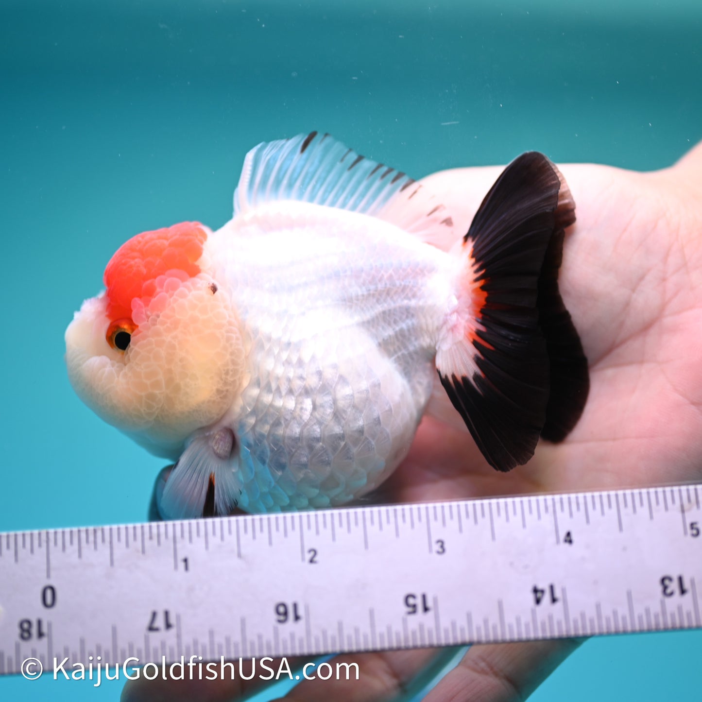 Red Cap Tricolor YuanBao Oranda 3.5in body (240607_OR06) - Kaiju Goldfish USA