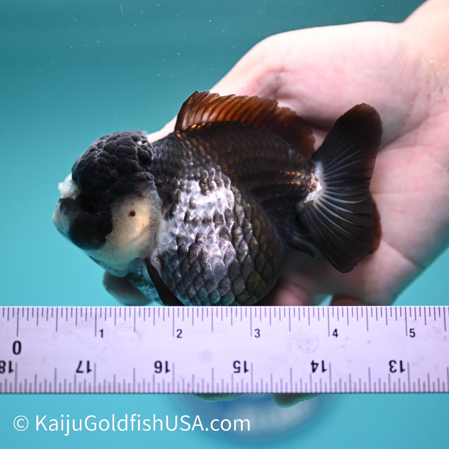 Panda YuanBao Oranda 4 inches(240510_OR06) - Kaiju Goldfish USA