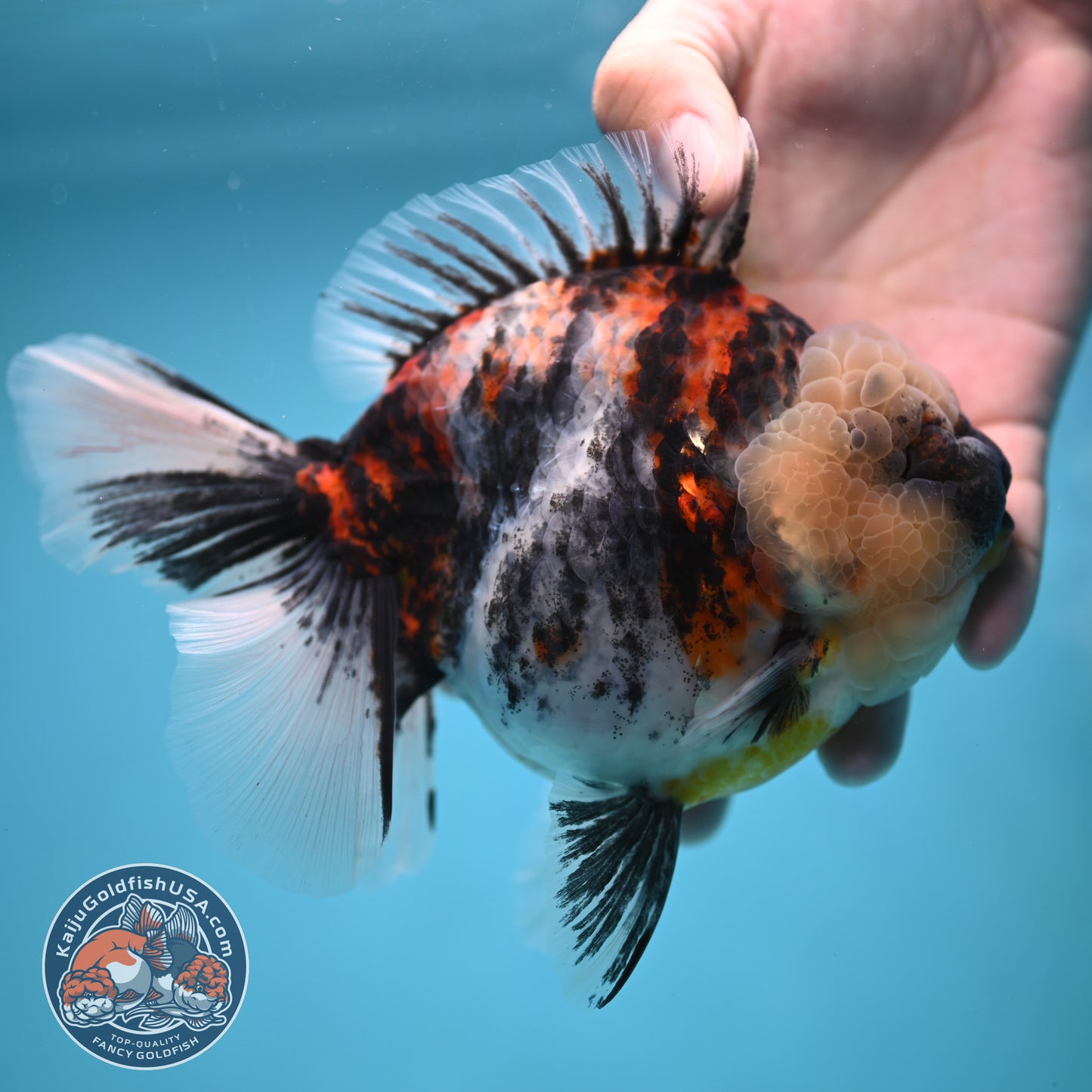 Jumbo White Tiger Rose Tail Oranda 5 inch Body (250613_OR06)