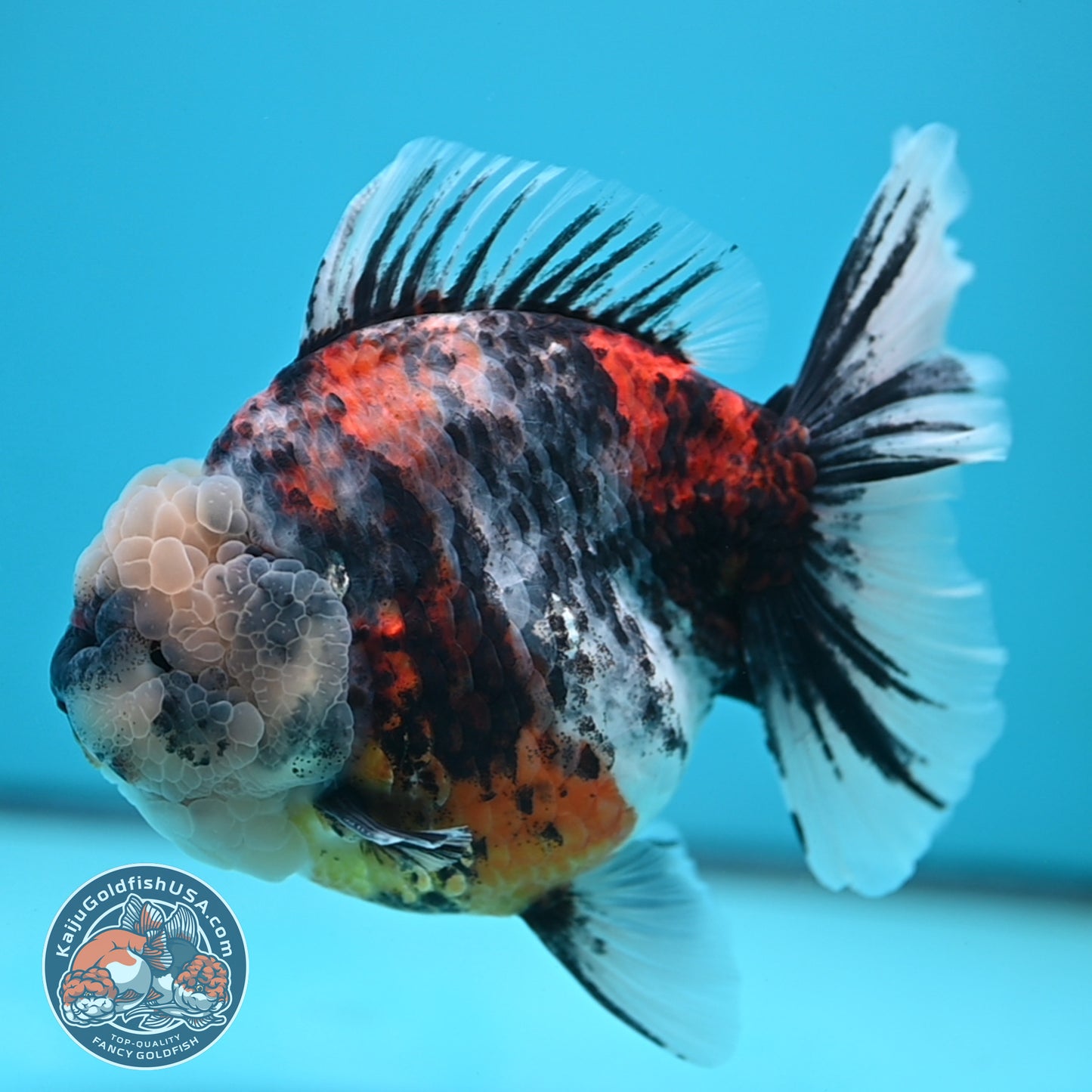 Jumbo White Tiger Rose Tail Oranda 5 inch Body (250613_OR06)