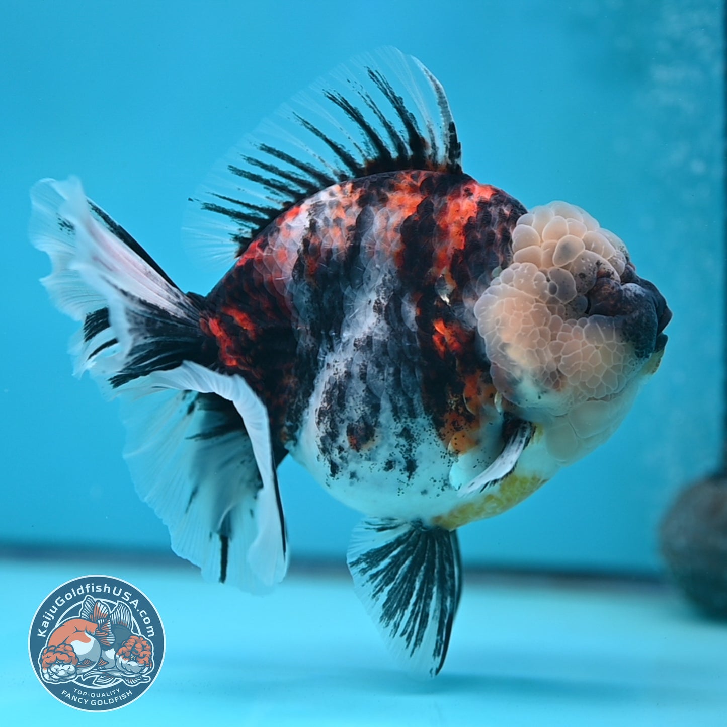 Jumbo White Tiger Rose Tail Oranda 5 inch Body (250613_OR06)