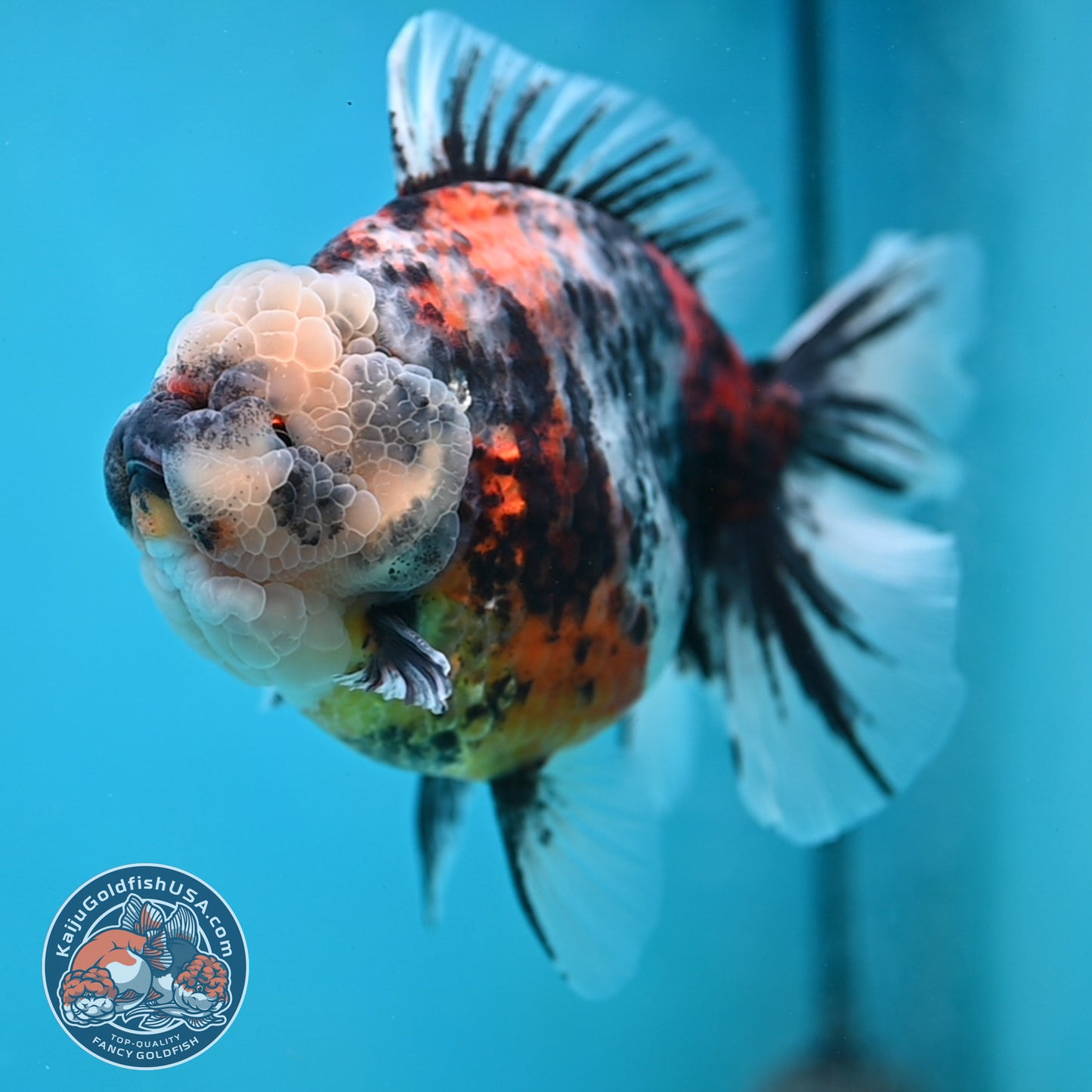 Jumbo White Tiger Rose Tail Oranda 5 inch Body (250613_OR06)