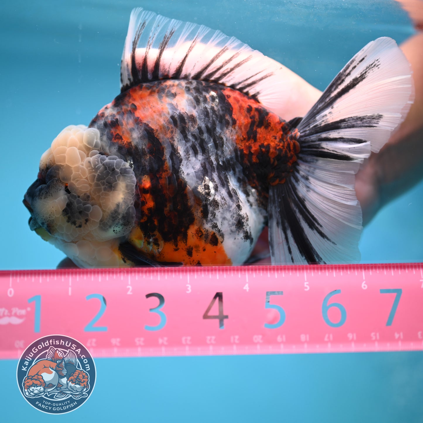 Jumbo White Tiger Rose Tail Oranda 5 inch Body (250613_OR06)