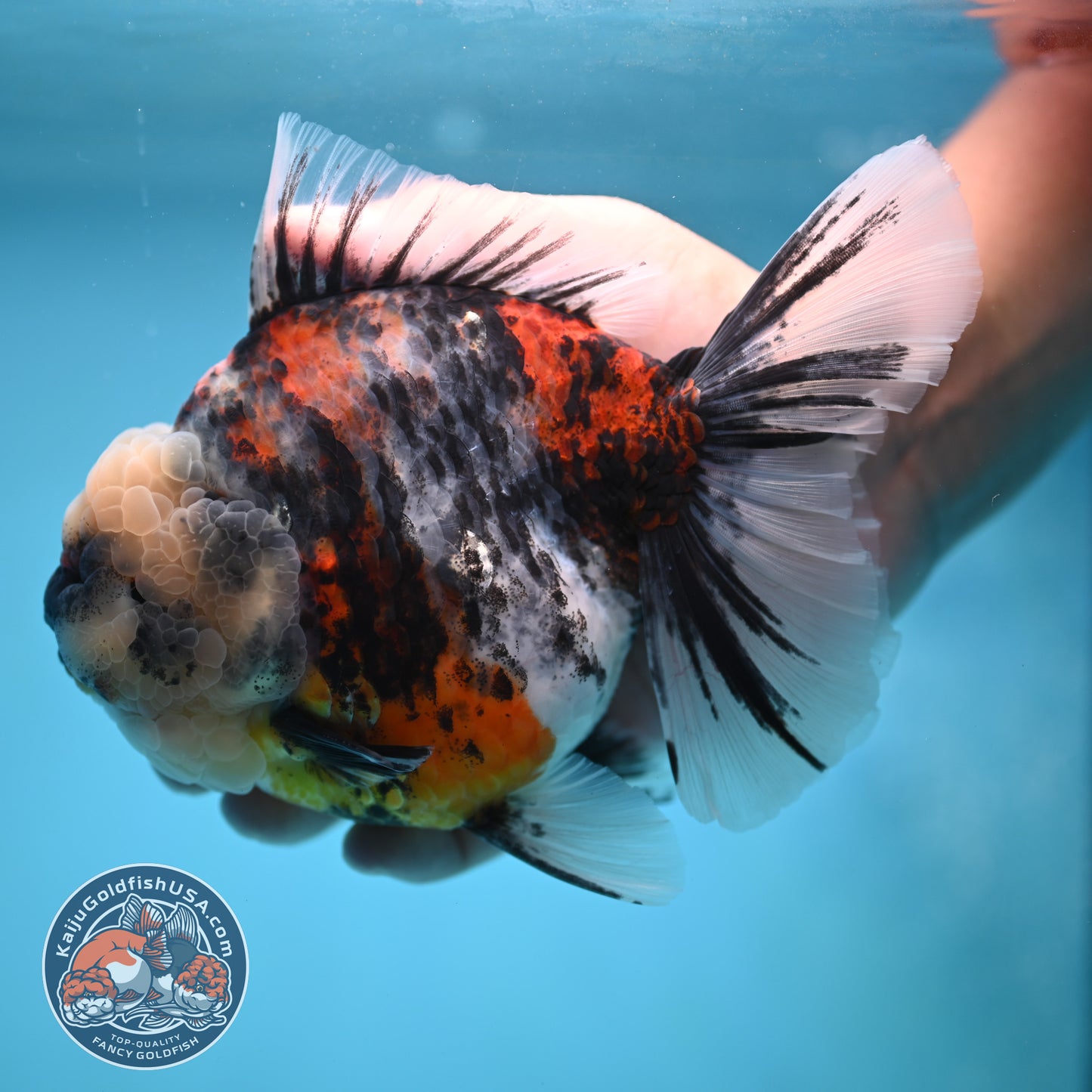 Jumbo White Tiger Rose Tail Oranda 5 inch Body (250613_OR06)