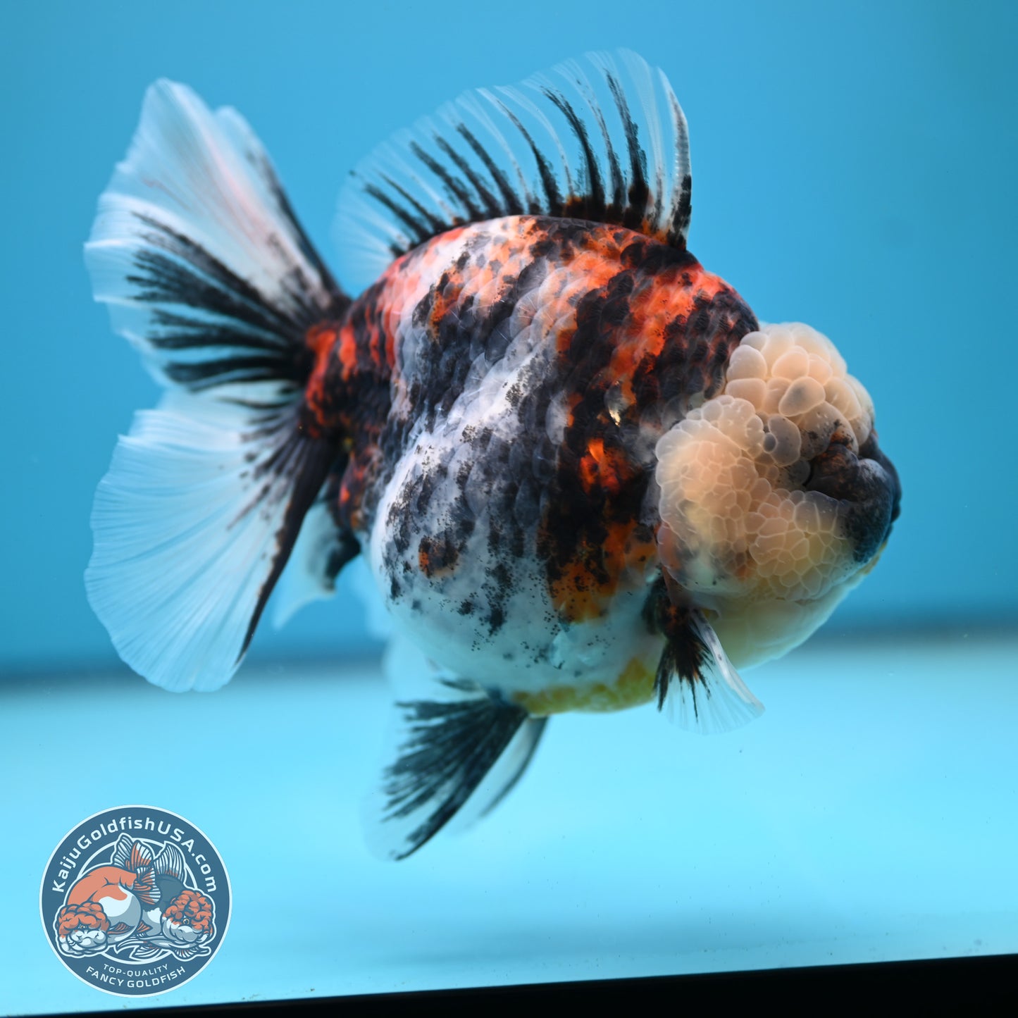 Jumbo White Tiger Rose Tail Oranda 5 inch Body (250613_OR06)