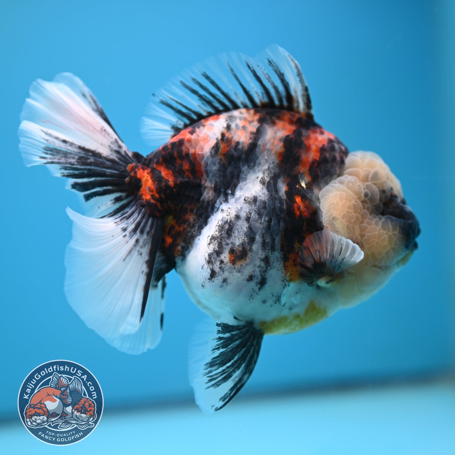 Jumbo White Tiger Rose Tail Oranda 5 inch Body (250613_OR06)
