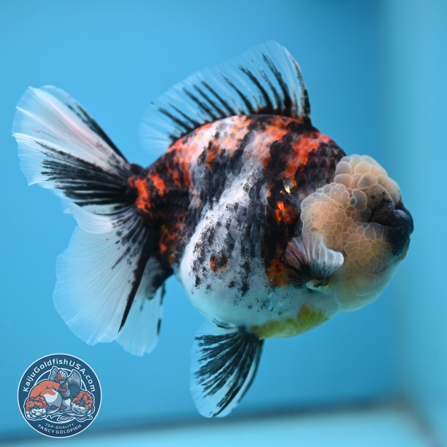 Jumbo White Tiger Rose Tail Oranda 5 inch Body (250613_OR06)