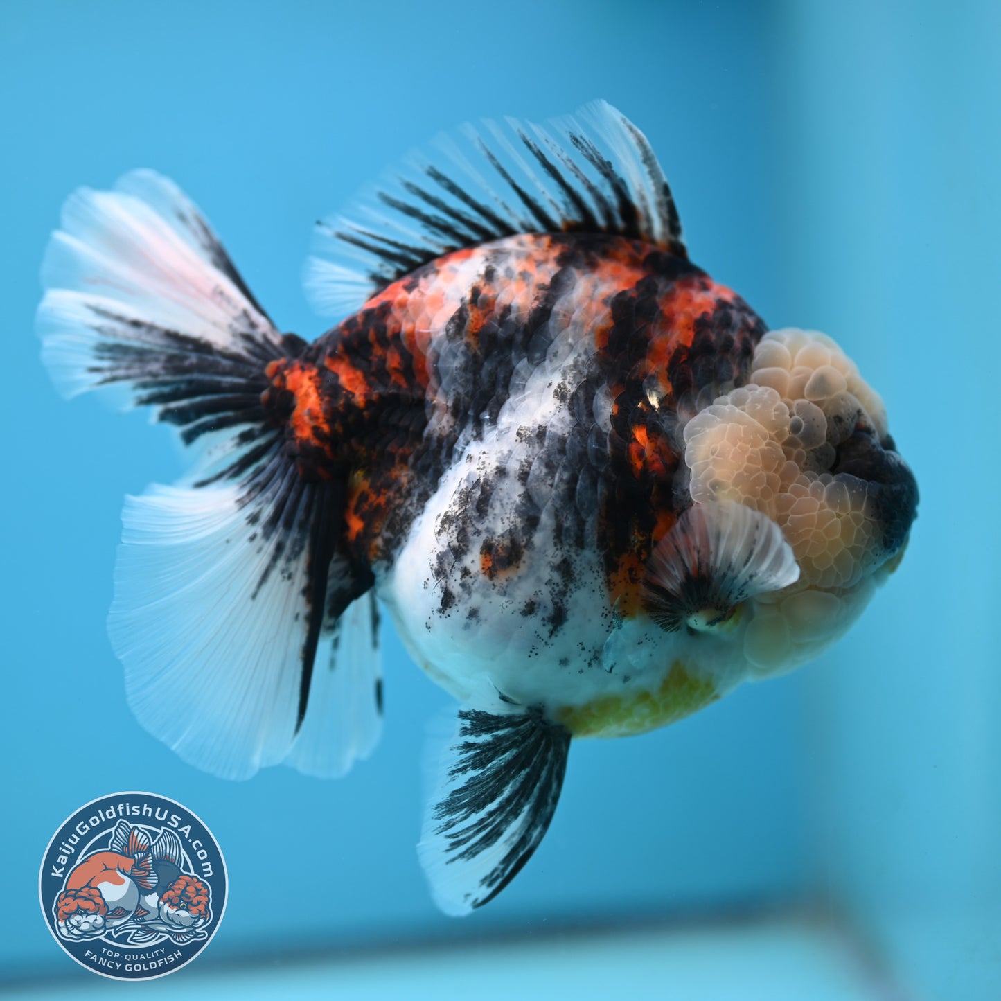 Jumbo White Tiger Rose Tail Oranda 5 inch Body (250613_OR06)