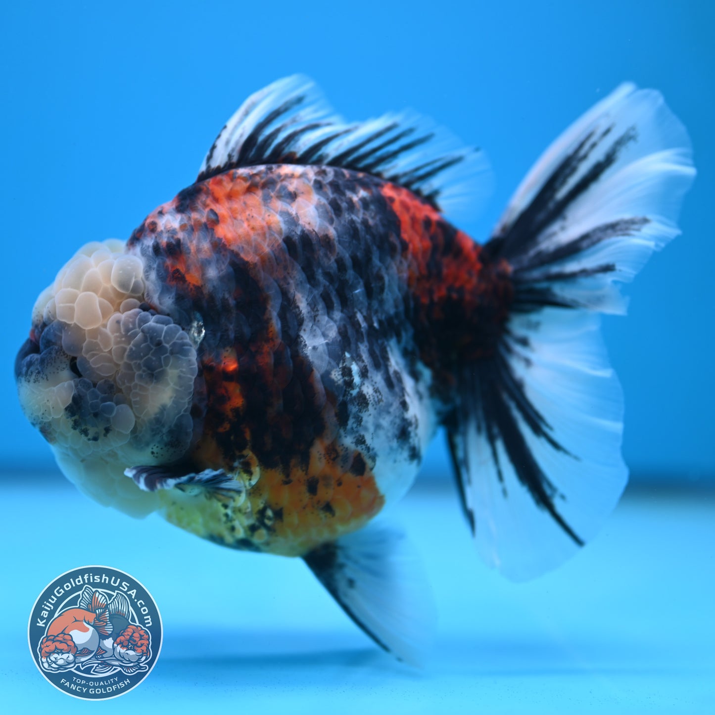 Jumbo White Tiger Rose Tail Oranda 5 inch Body (250613_OR06)