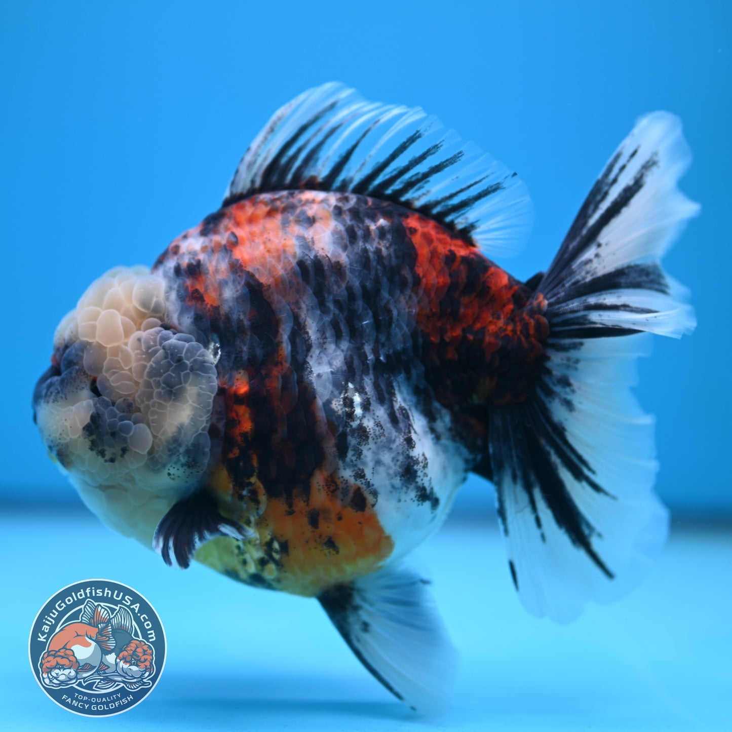 Jumbo White Tiger Rose Tail Oranda 5 inch Body (250613_OR06)
