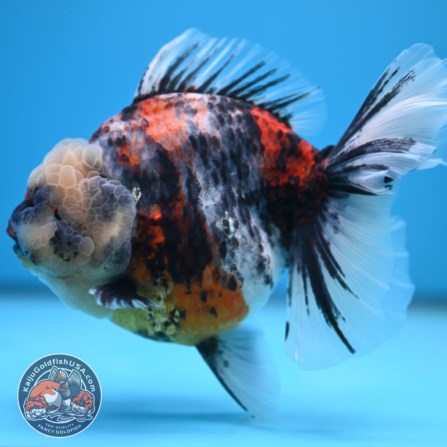 Jumbo White Tiger Rose Tail Oranda 5 inch Body (250613_OR06)