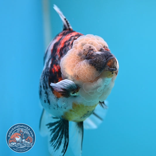 Jumbo White Tiger Rose Tail Oranda 5 inch Body (250613_OR06)