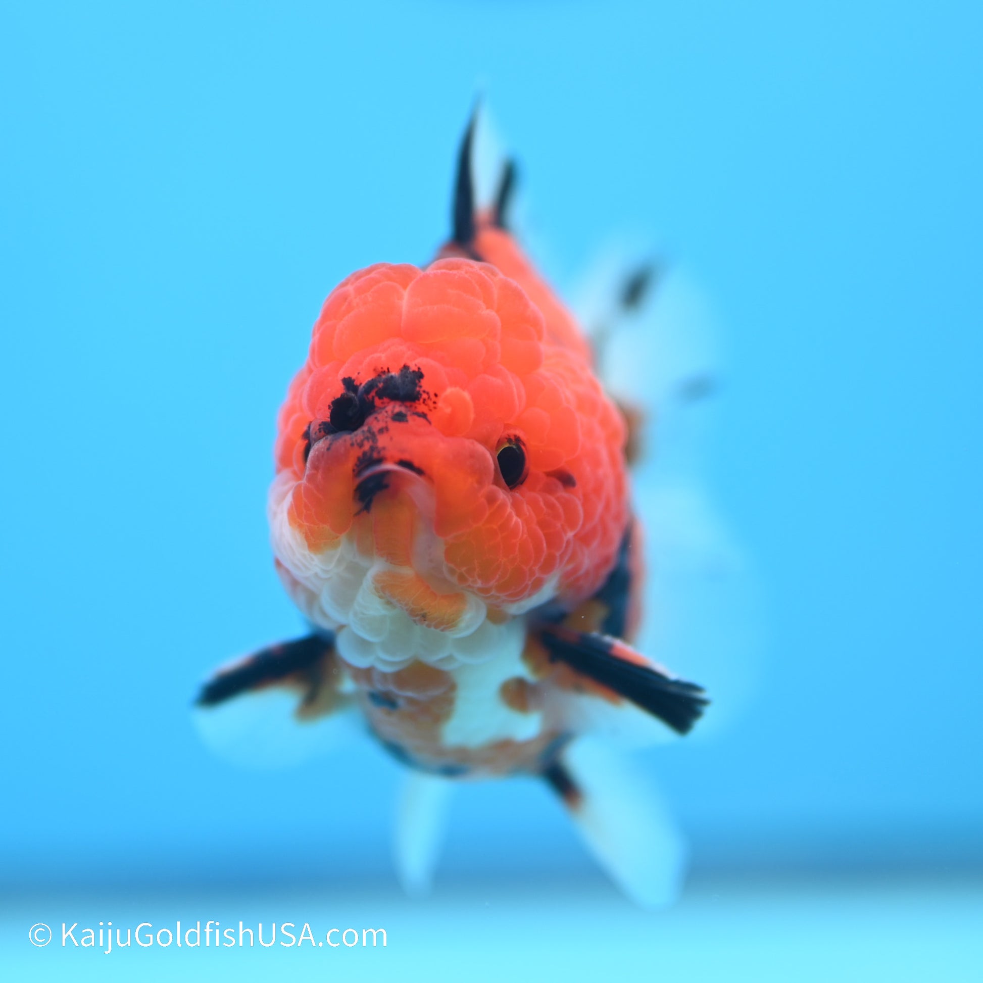 Tiger YuanBao Oranda 3 inches (240517_OR06) - Kaiju Goldfish USA