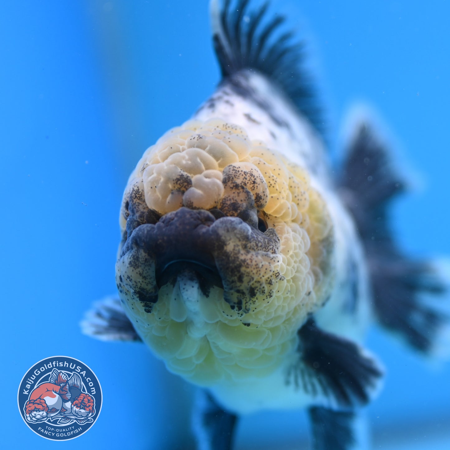 White Tiger Oranda 4 inch Body (250926_OR06)