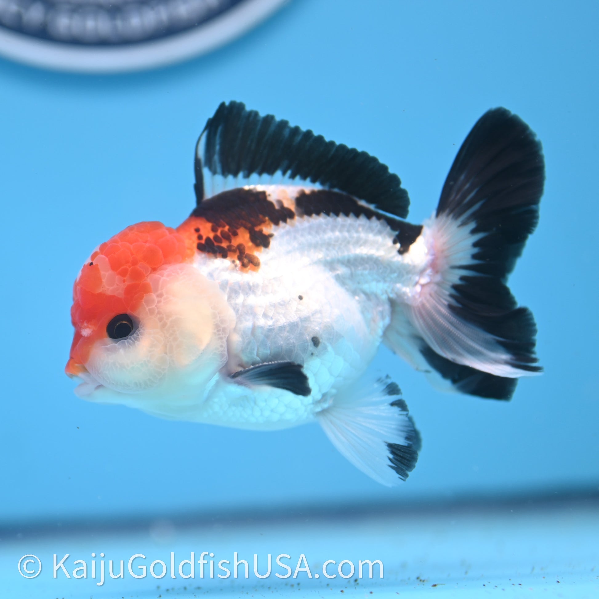 Tricolor Oranda 3in body (240726_OR06) - Kaiju Goldfish USA